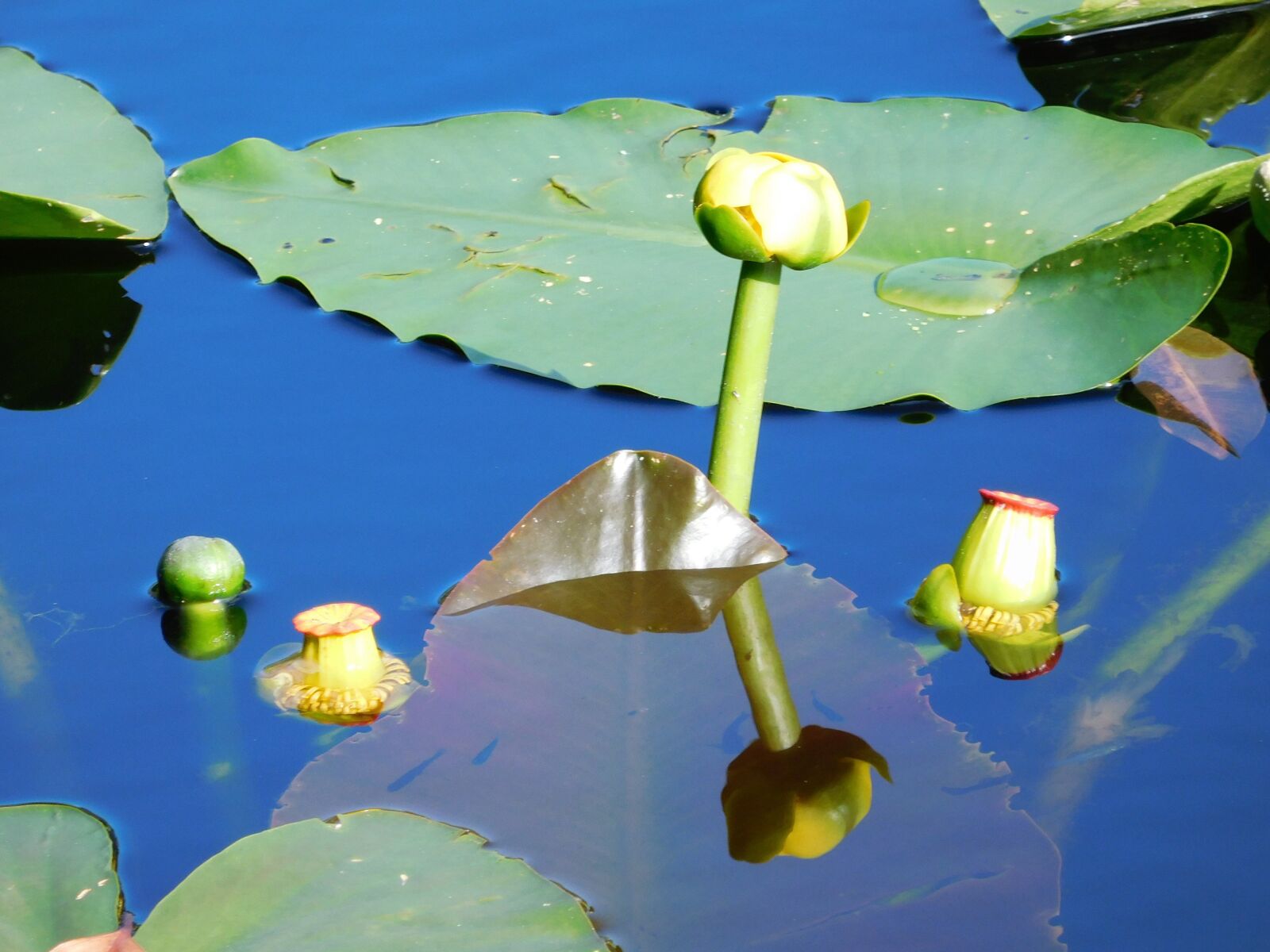 Nikon Coolpix S7000 sample photo. Water lilies, lilies, flowers photography