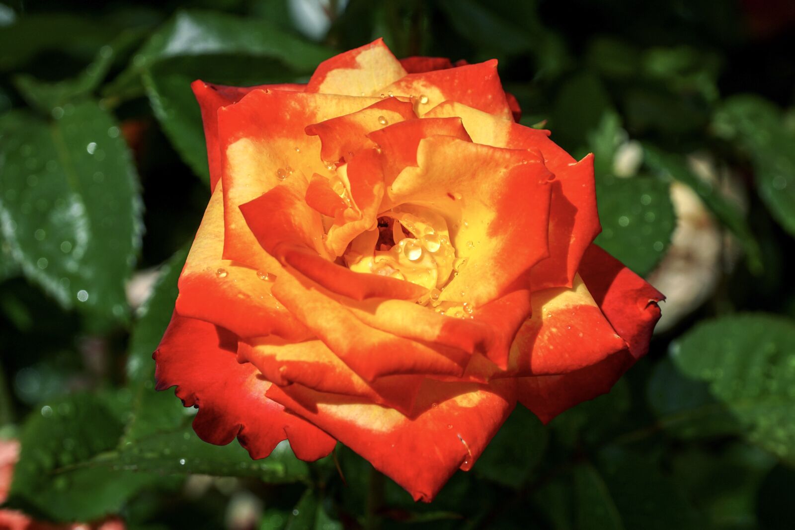 Sony DT 18-135mm F3.5-5.6 SAM sample photo. Rose, scented rose, beauty photography