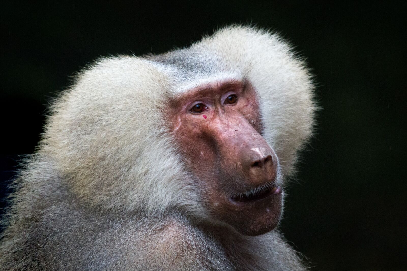 Canon EOS 7D sample photo. Baboon, monkey, animal photography