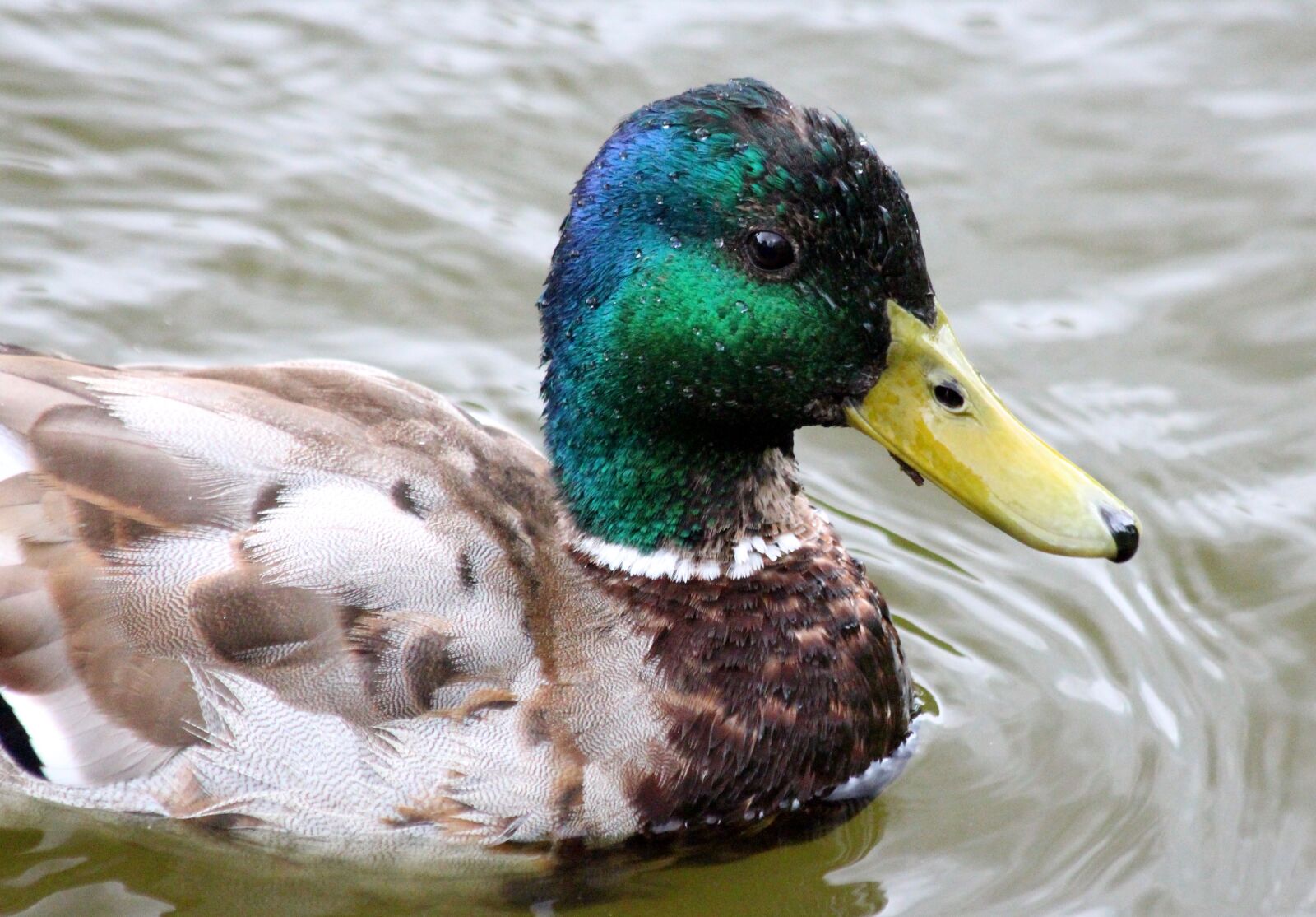 Canon EOS 650D (EOS Rebel T4i / EOS Kiss X6i) sample photo. Mallard, drake, duck photography