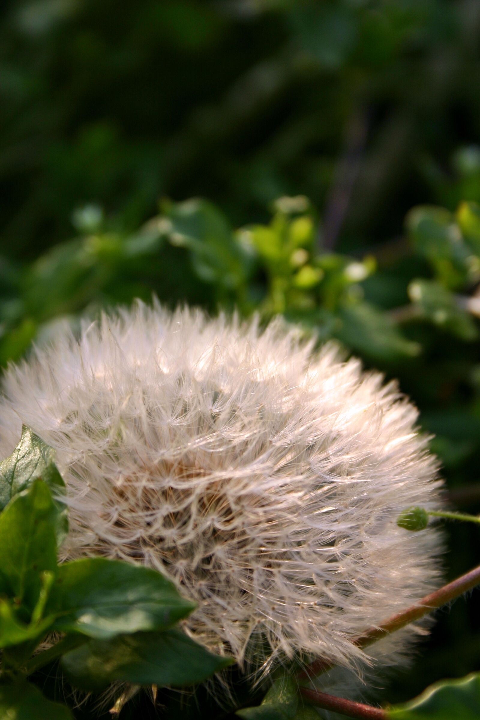 Canon EOS 300D (EOS Digital Rebel / EOS Kiss Digital) sample photo. Dandelion, seeds, nature photography