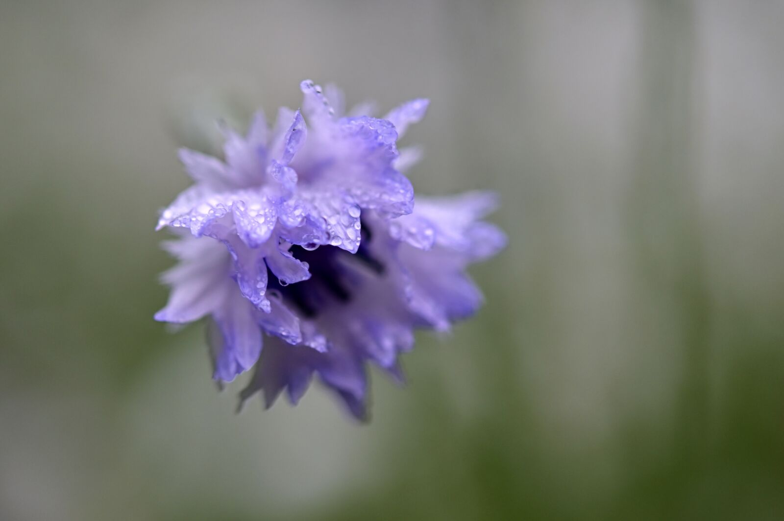 Nikon Z6 sample photo. Blossom, bloom, flower photography