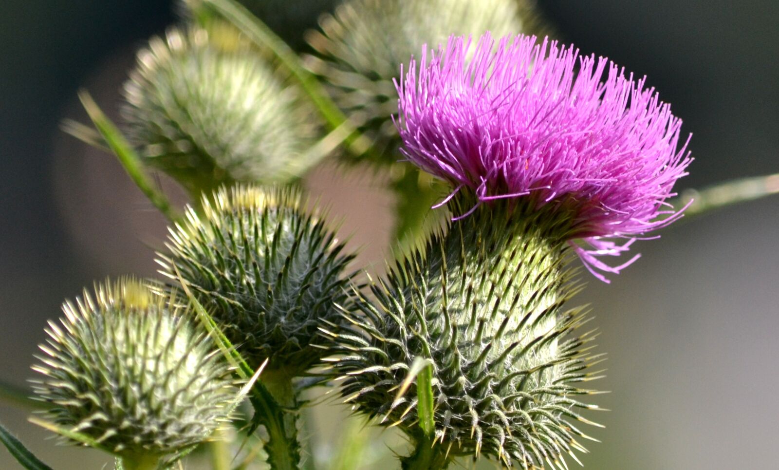 Nikon D3100 sample photo. Thistle, flower, plant photography