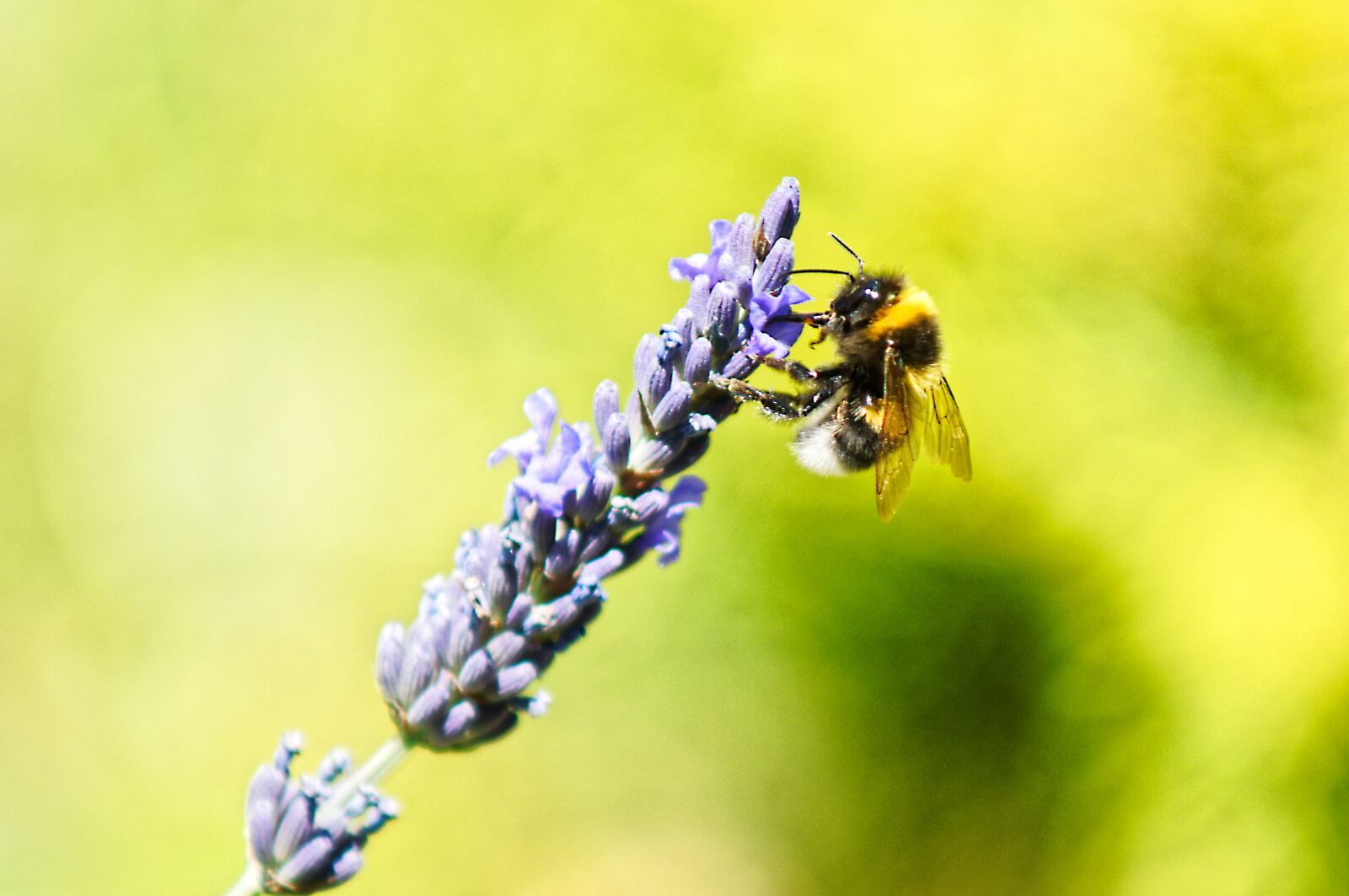 Sony SLT-A57 sample photo. Bee, lavender, meadow photography