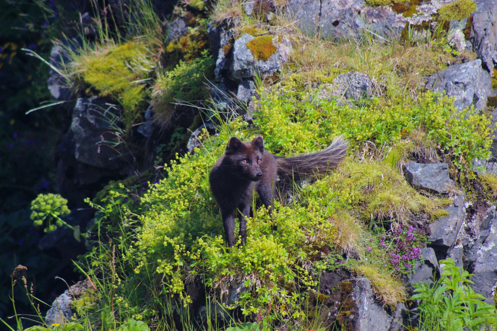 Canon EOS 100D (EOS Rebel SL1 / EOS Kiss X7) sample photo. Arctic fox, iceland, nature photography