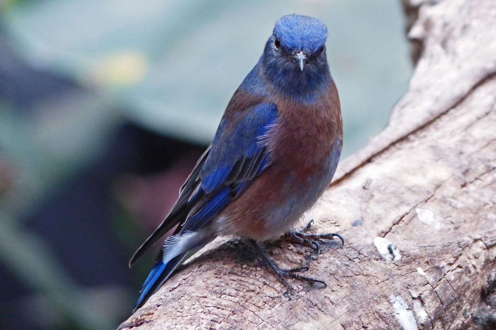 Panasonic Lumix DMC-FZ200 sample photo. Bird, animal world, nature photography