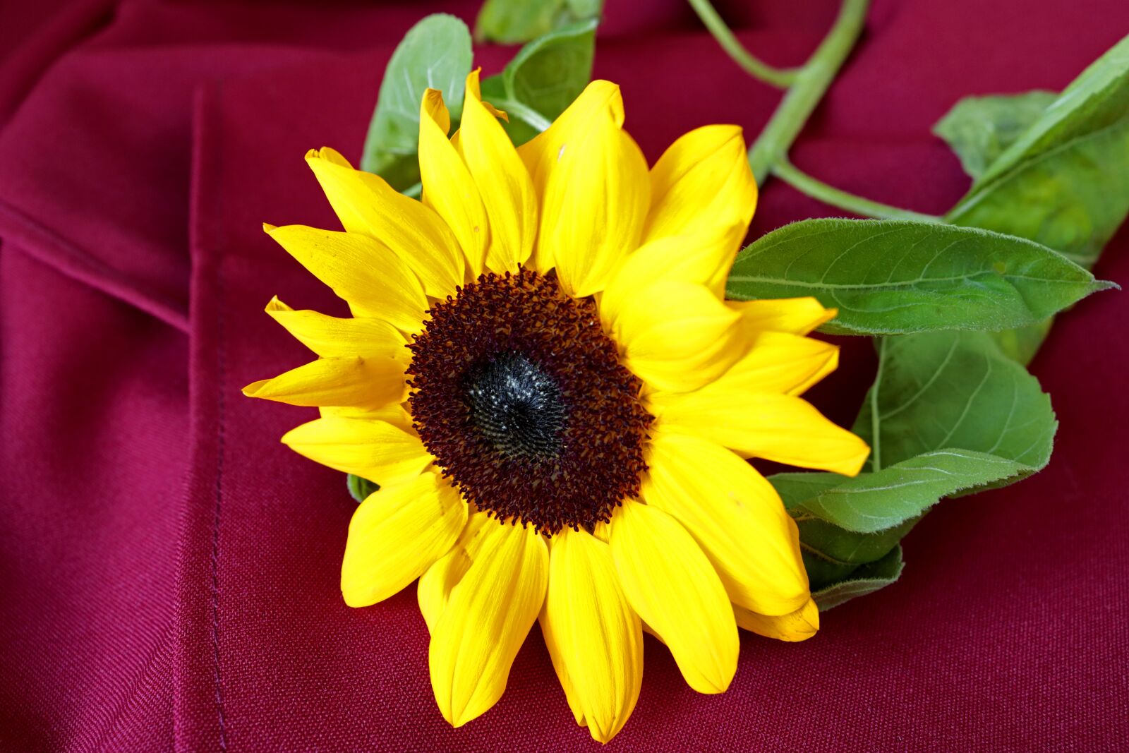 Canon EOS 750D (EOS Rebel T6i / EOS Kiss X8i) sample photo. Gira sol, flower, botany photography
