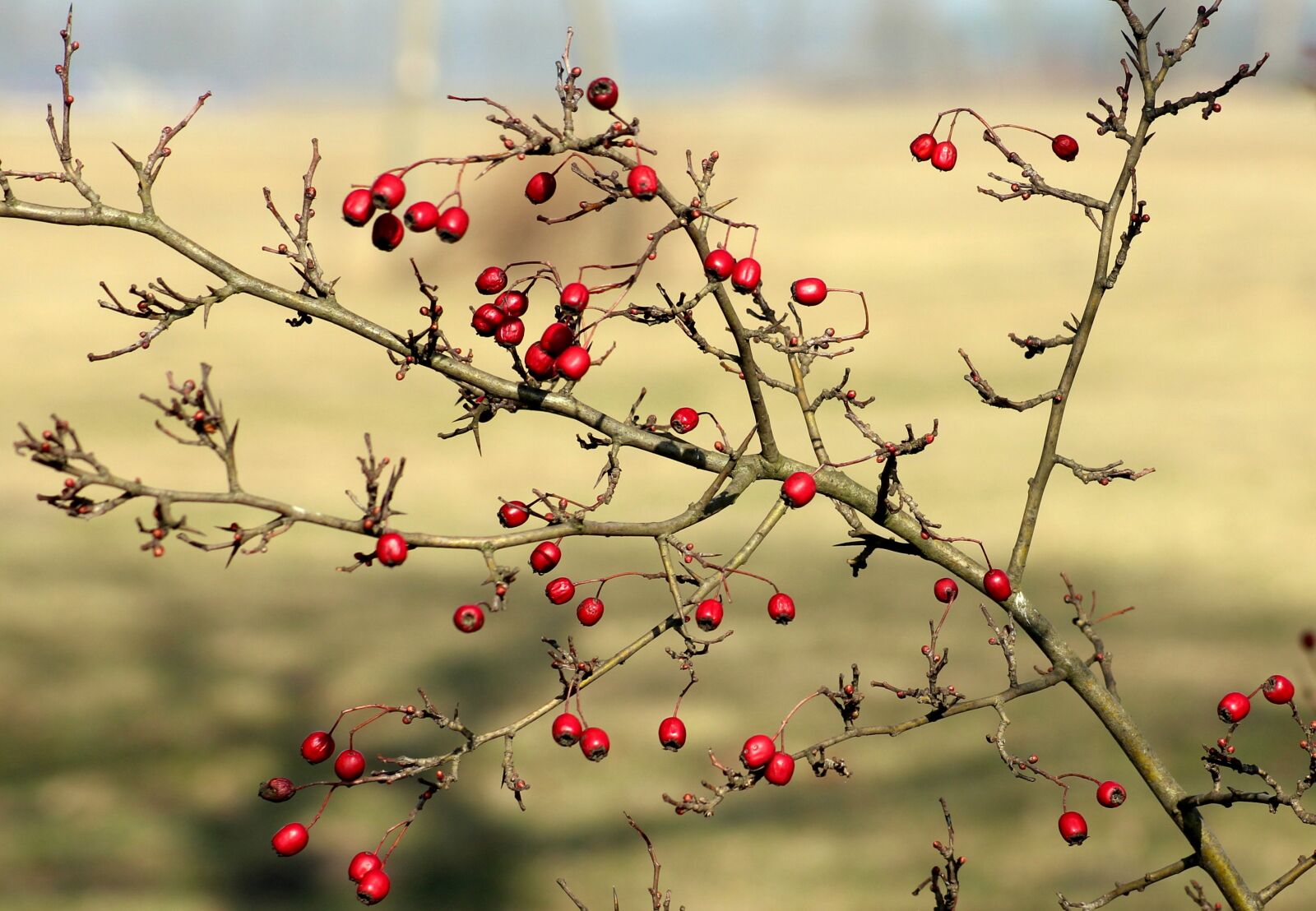 Canon EOS 1200D (EOS Rebel T5 / EOS Kiss X70 / EOS Hi) sample photo. Crataegus, bush, vegetation photography