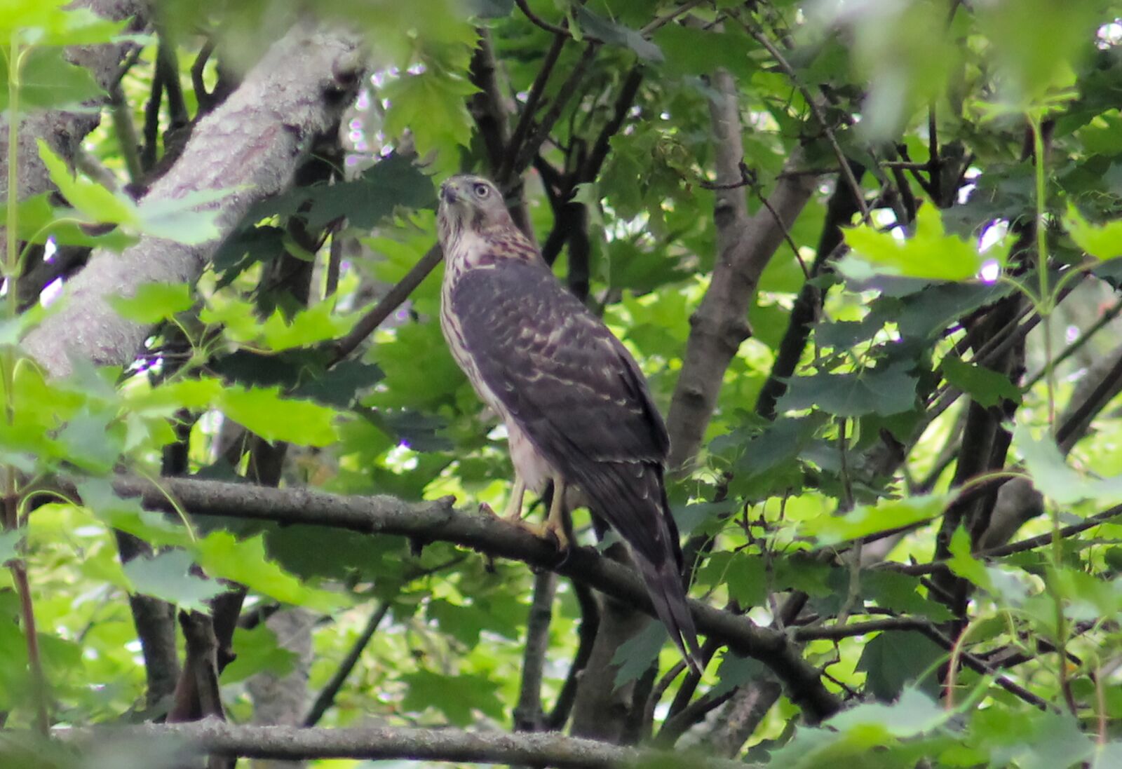 Canon EOS 550D (EOS Rebel T2i / EOS Kiss X4) sample photo. Common buzzard, tree, forest photography