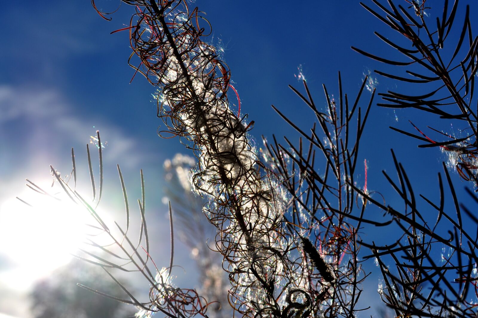 Nikon D90 sample photo. Sun, autumn, sky photography