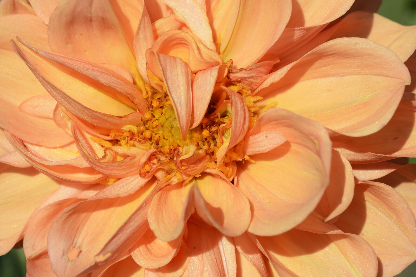 Nikon D7100 sample photo. Dahlia, flower, blossom photography