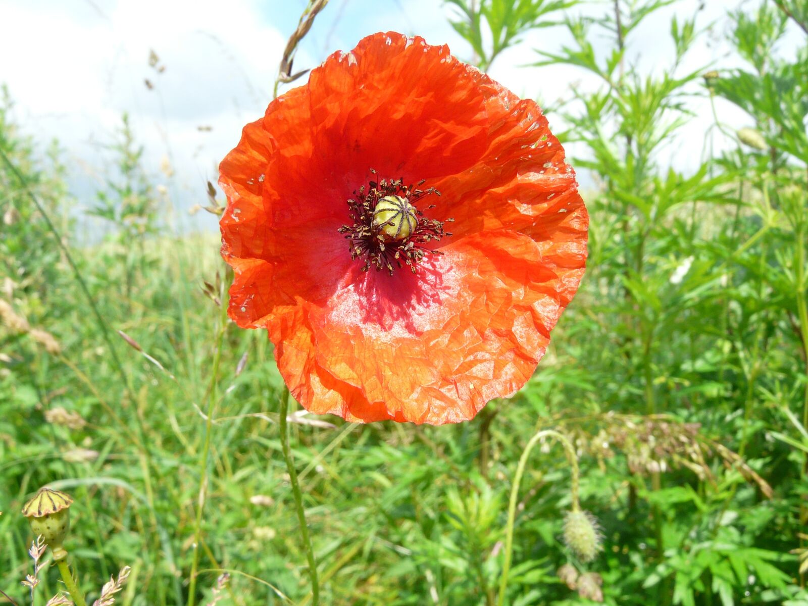 Panasonic DMC-FZ18 sample photo. Poppy, fields, flowers photography