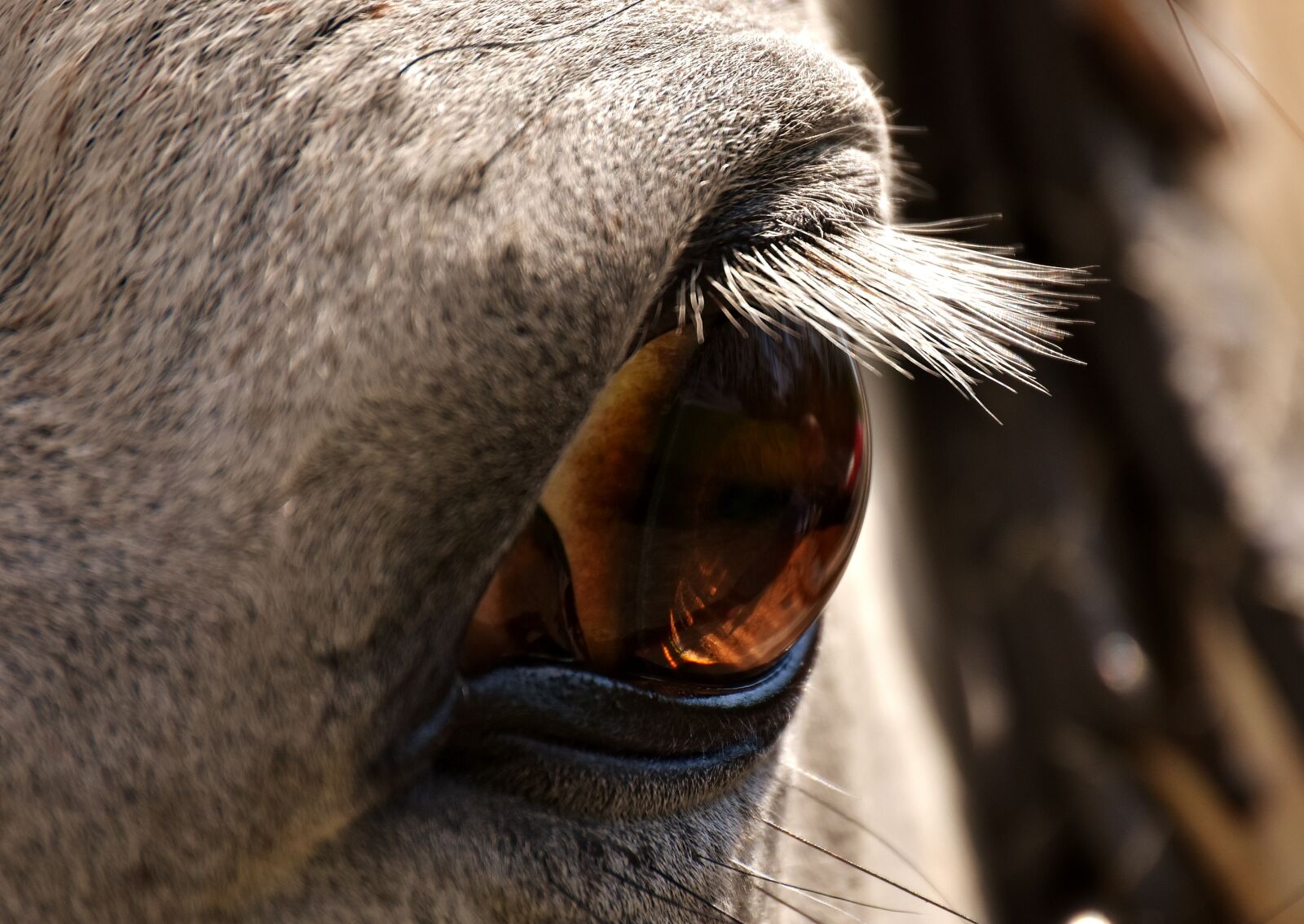 Nikon D7200 sample photo. Horse, mold, eye photography