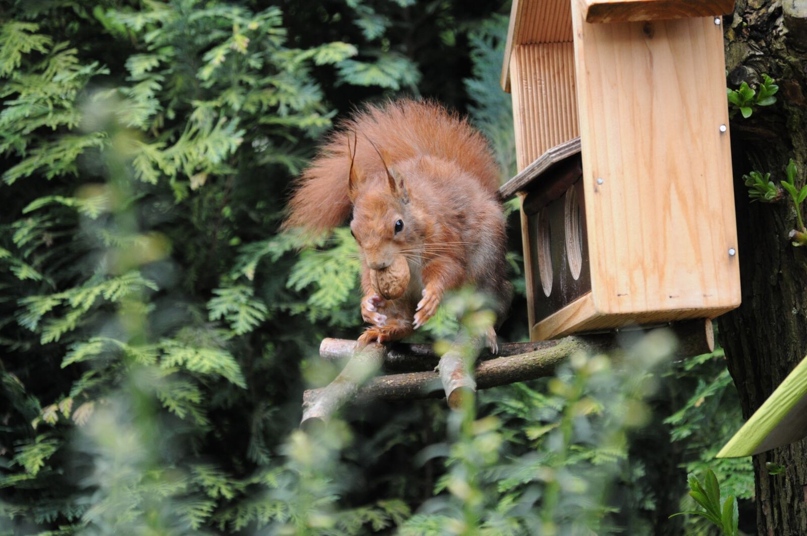 Nikon D5000 sample photo. Squirrel, nature, garden photography