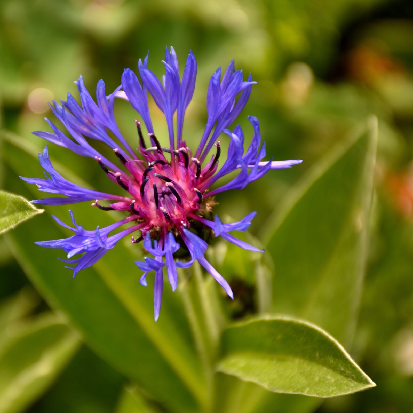 Nikon D5500 sample photo. Thistle, plant, nature photography