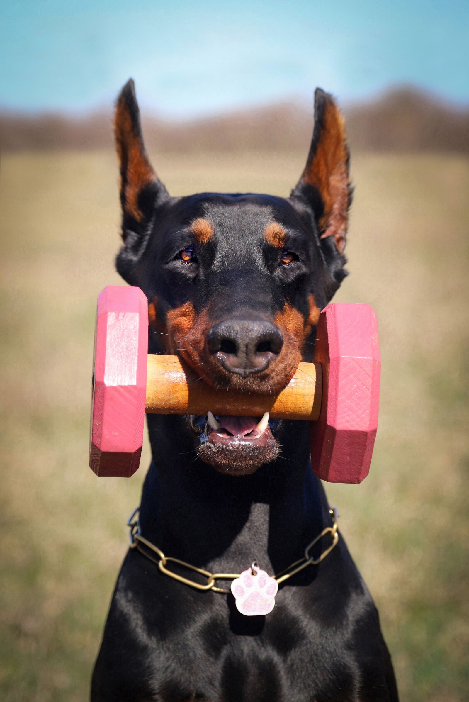 Canon EOS 6D Mark II sample photo. Doberman, dog, portrait photography