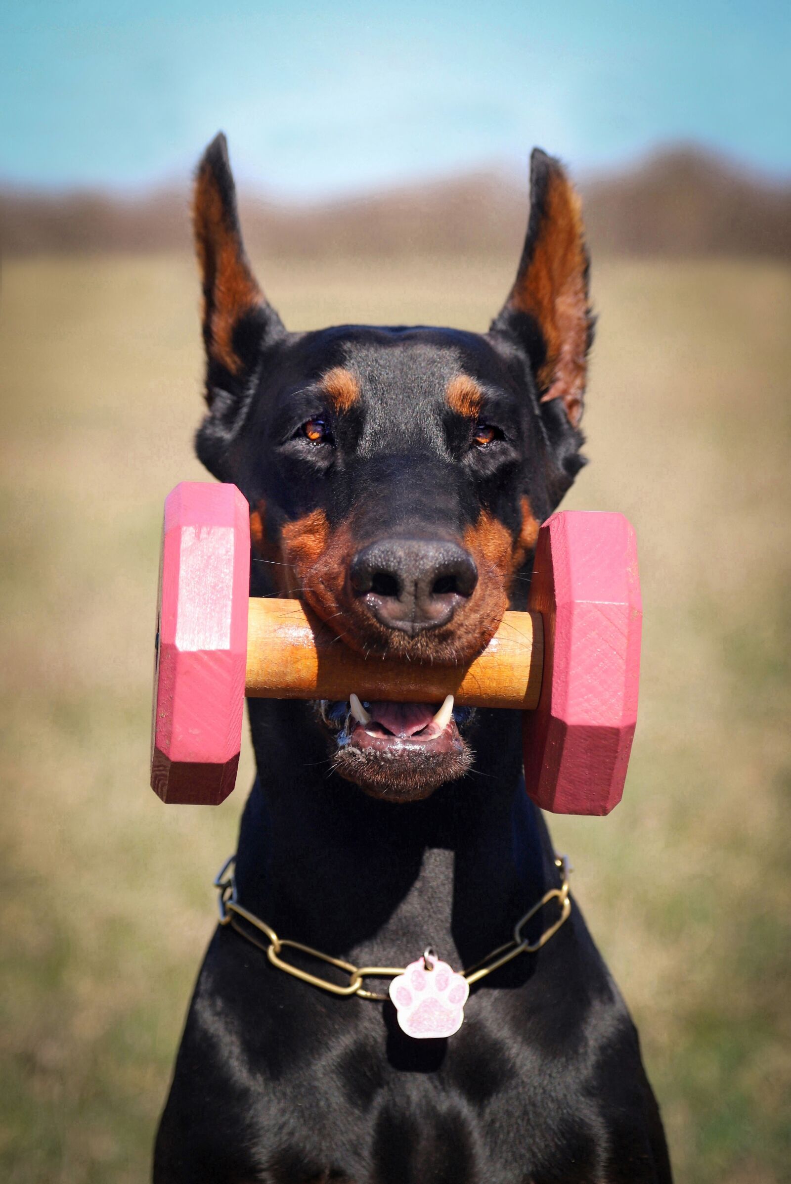 Canon EOS 6D Mark II + Canon EF 24-105mm F4L IS USM sample photo. Doberman, dog, portrait photography