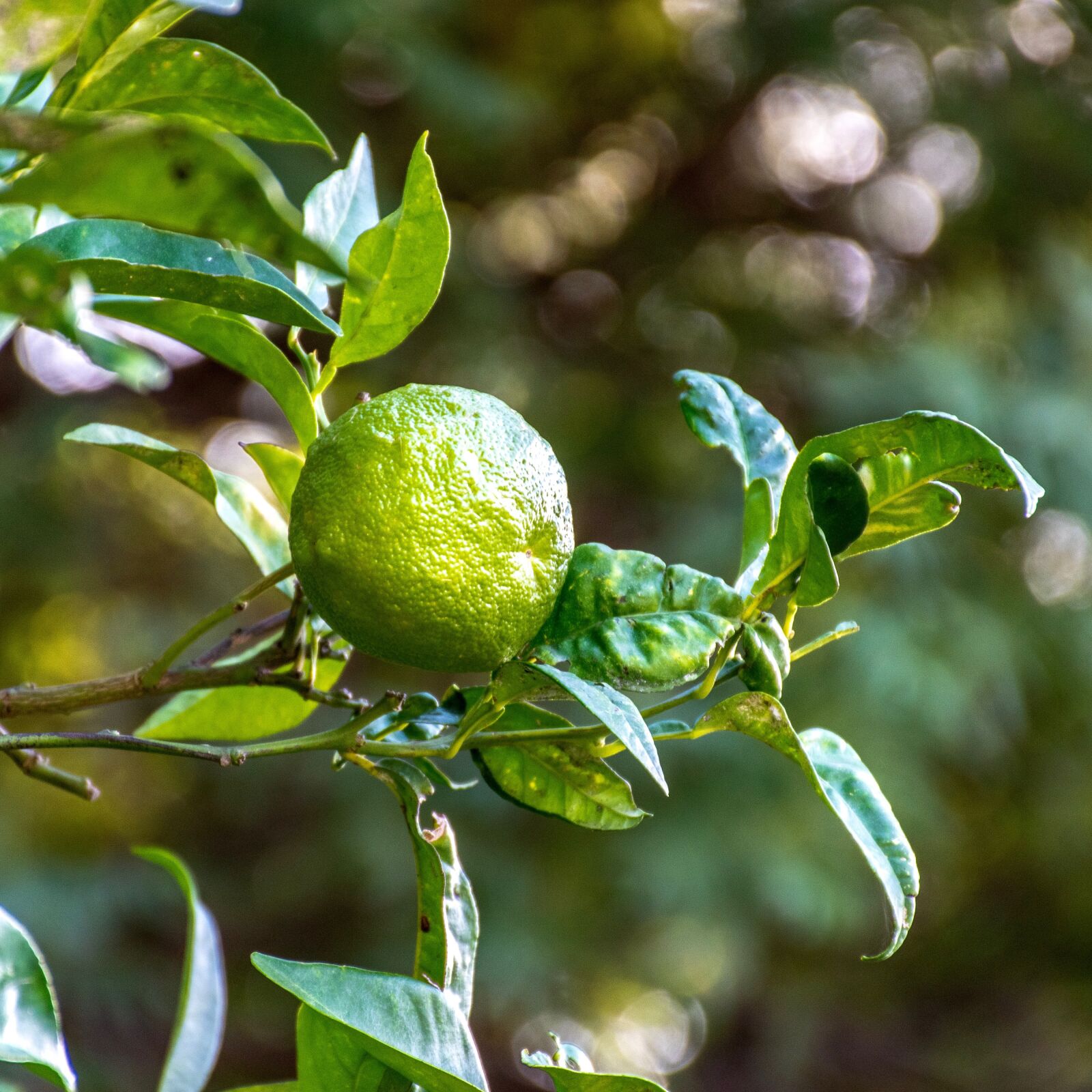 Nikon D5600 sample photo. Lime, fruit tree, tree photography