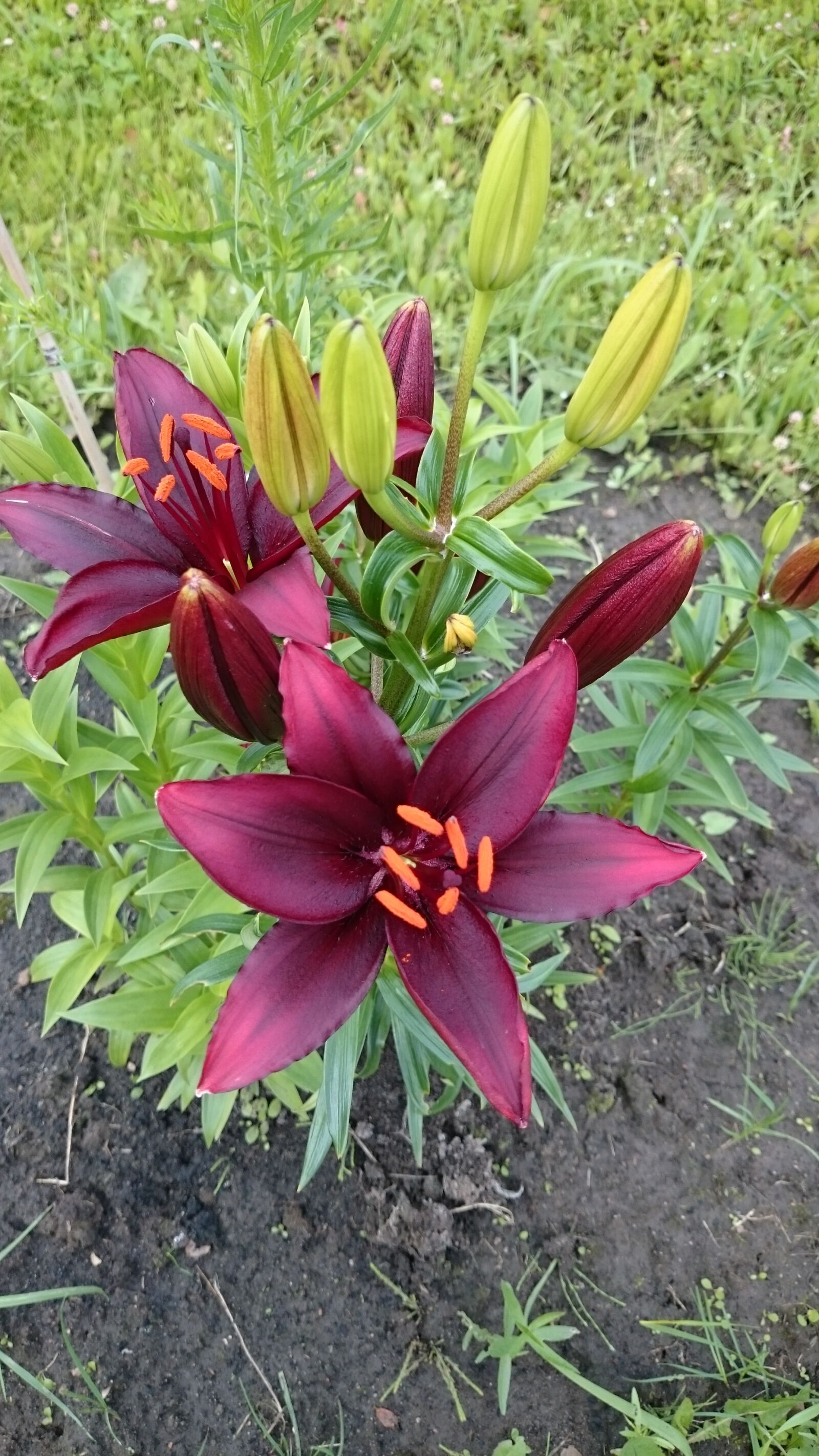 Sony Xperia Z1 sample photo. Flowers, lily, beautiful flowers photography