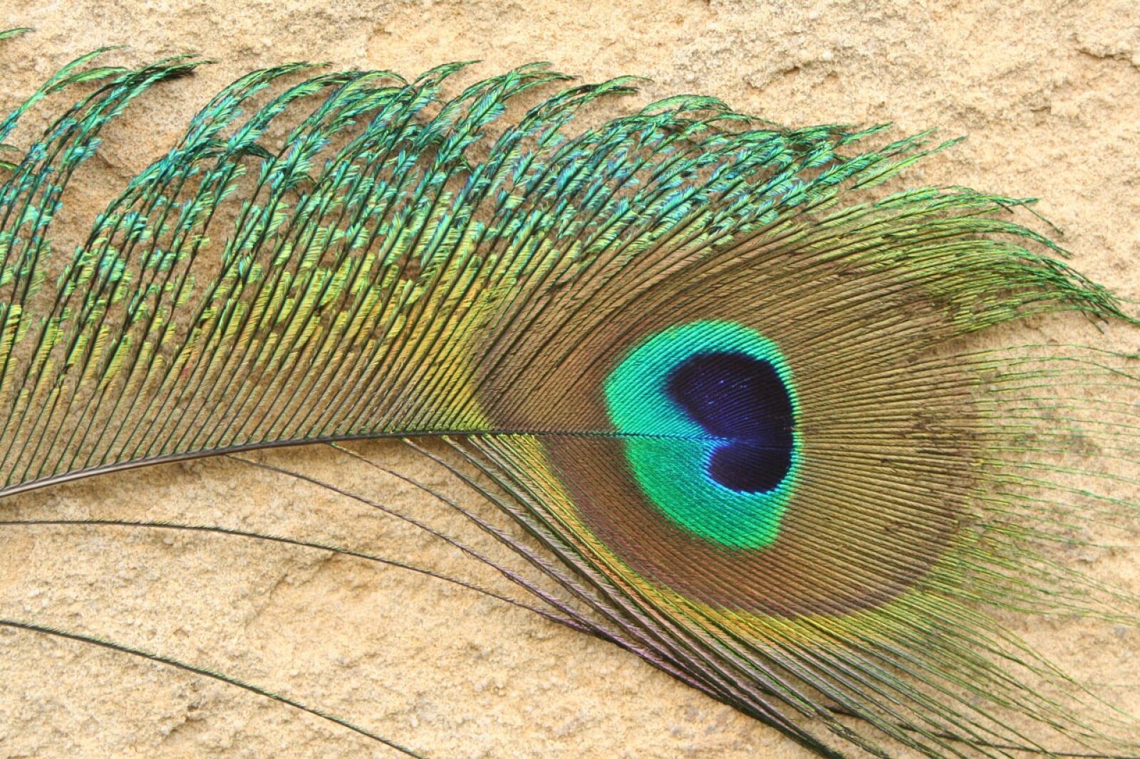 Canon EOS 350D (EOS Digital Rebel XT / EOS Kiss Digital N) sample photo. Peacock, feather, colorful photography