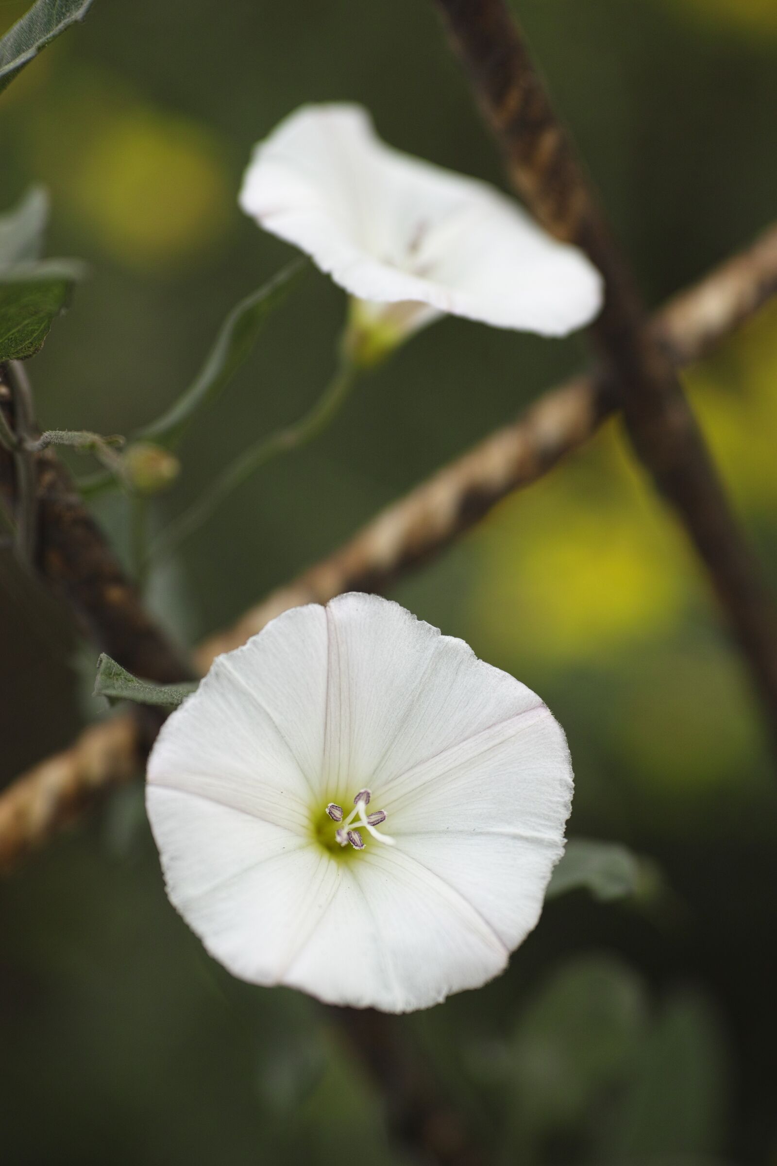 Sigma DP3 Merrill sample photo. Flower, white, nature photography
