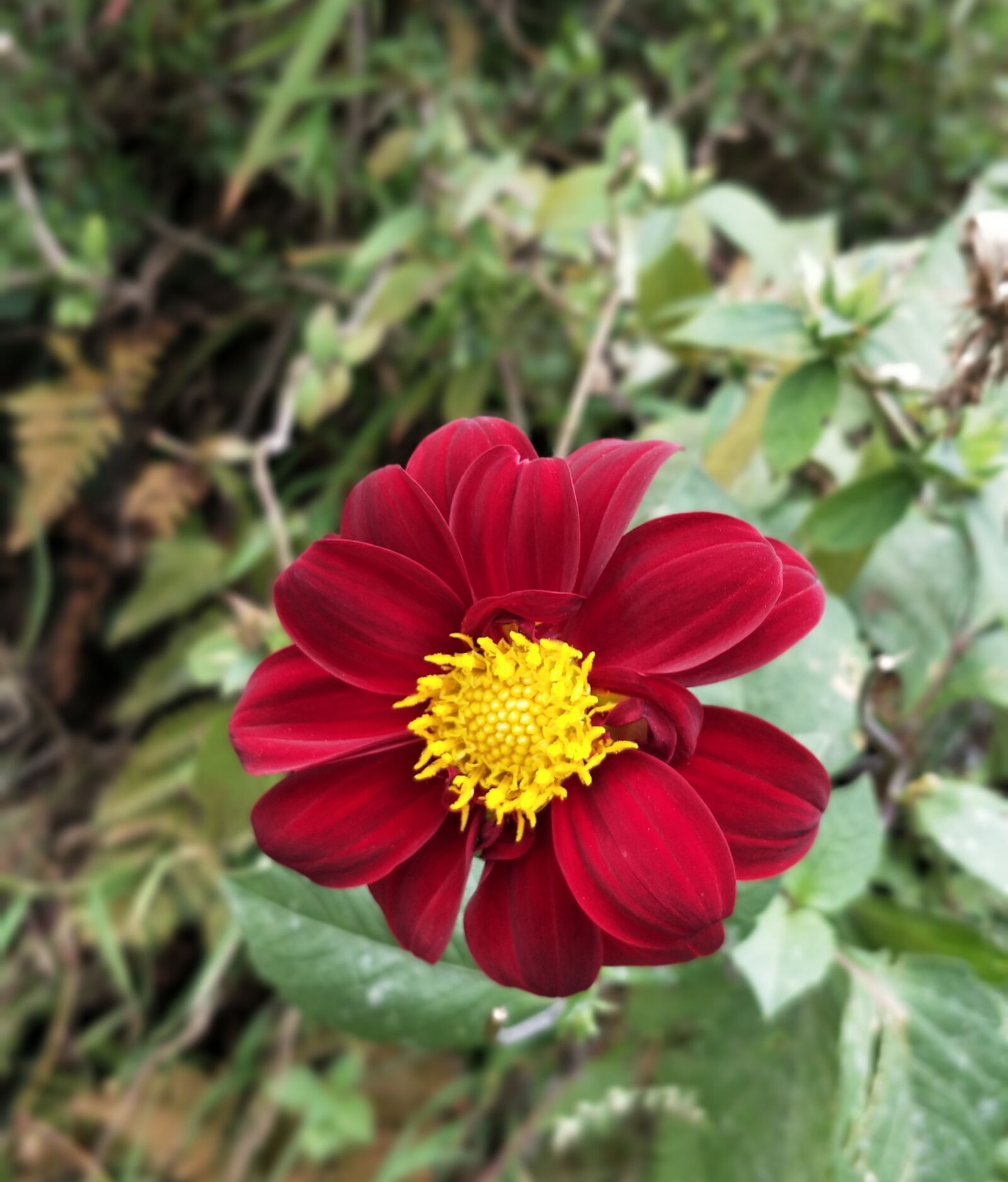 OnePlus 5 sample photo. Red, yellow, flower photography