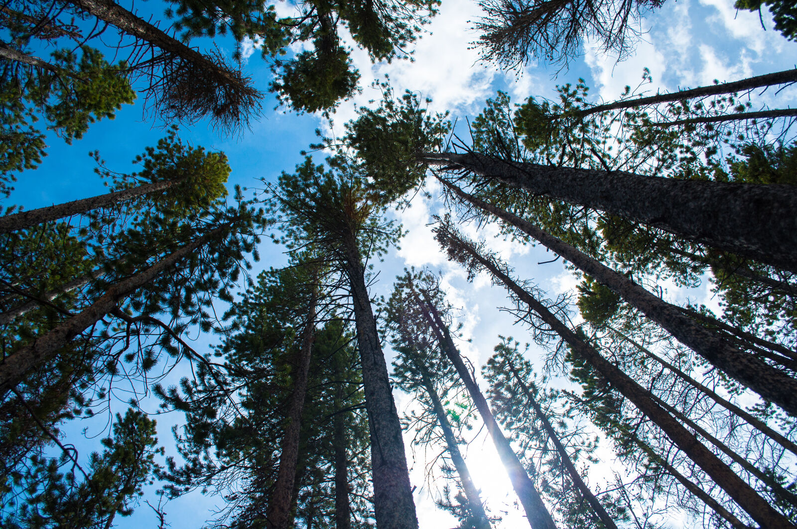 Nikon D5000 sample photo. Blue, pines, sky, trees photography