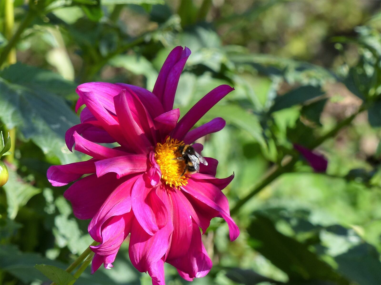 Panasonic Lumix DMC-FZ200 sample photo. Summer, garden, flower photography