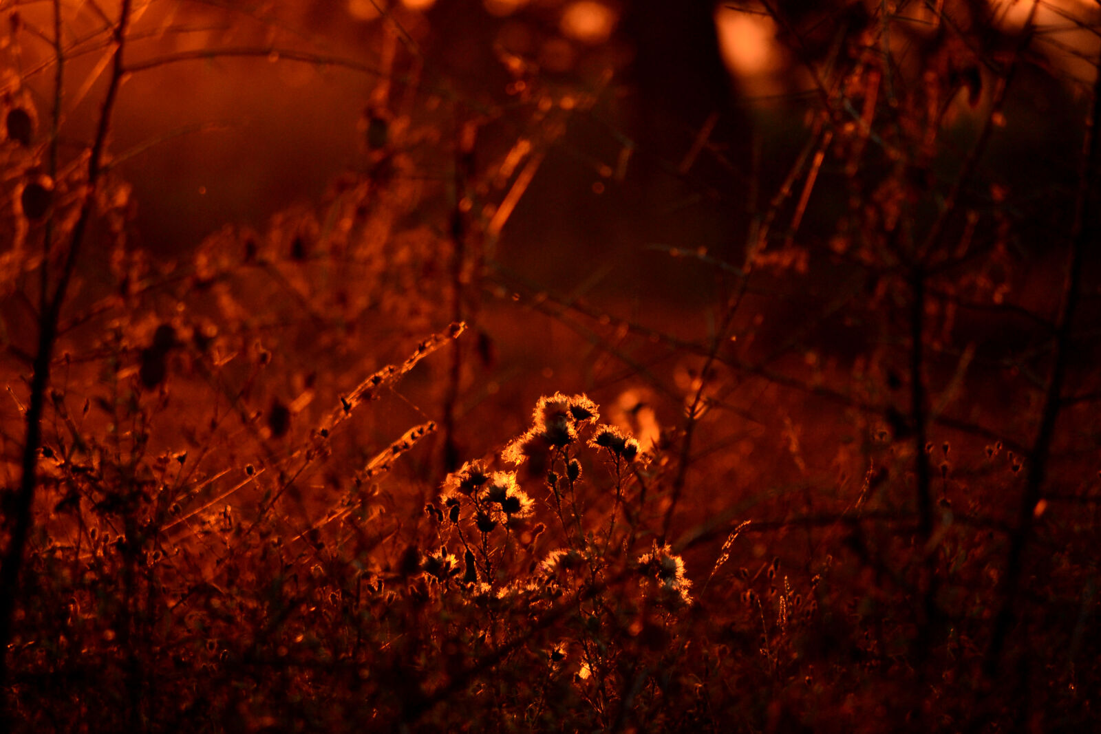 Nikon D3100 sample photo. Autumn, dried, flowers, flowers photography