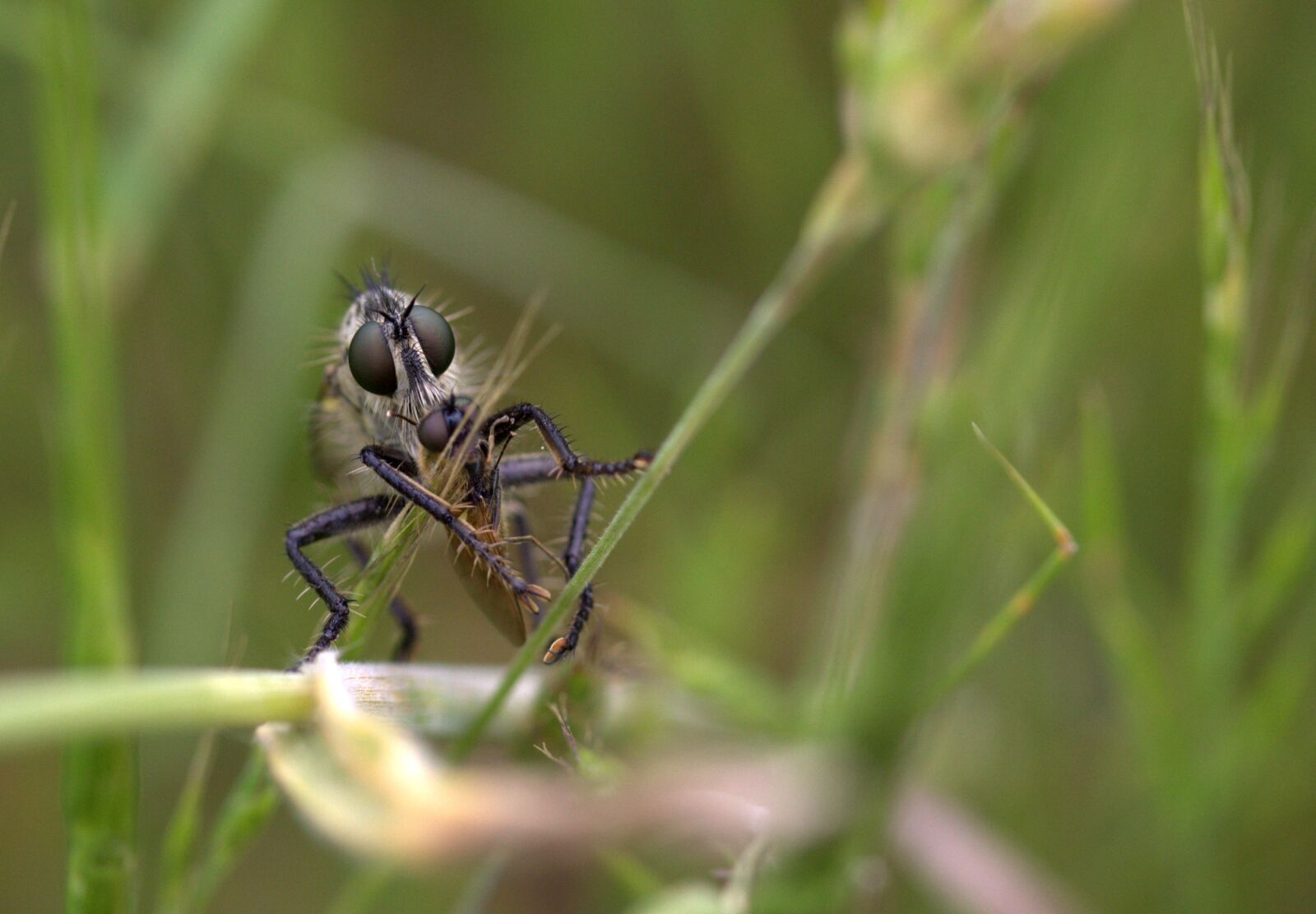 Canon EF-S 60mm F2.8 Macro USM sample photo. Insecta, prey, food photography