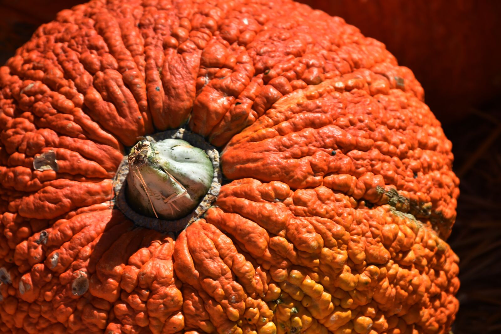 Nikon D750 sample photo. Pumpkin, knuckle head, bumpy photography