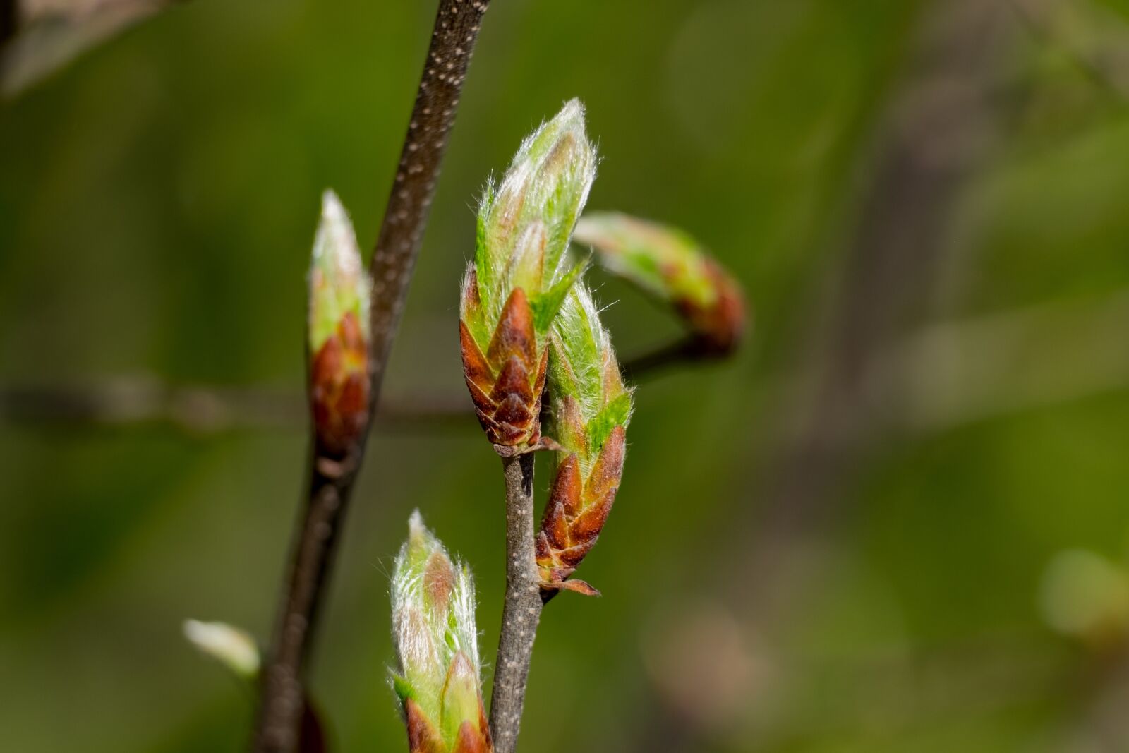 Fujifilm XF 55-200mm F3.5-4.8 R LM OIS sample photo. Bud, hornbeam, leaf photography