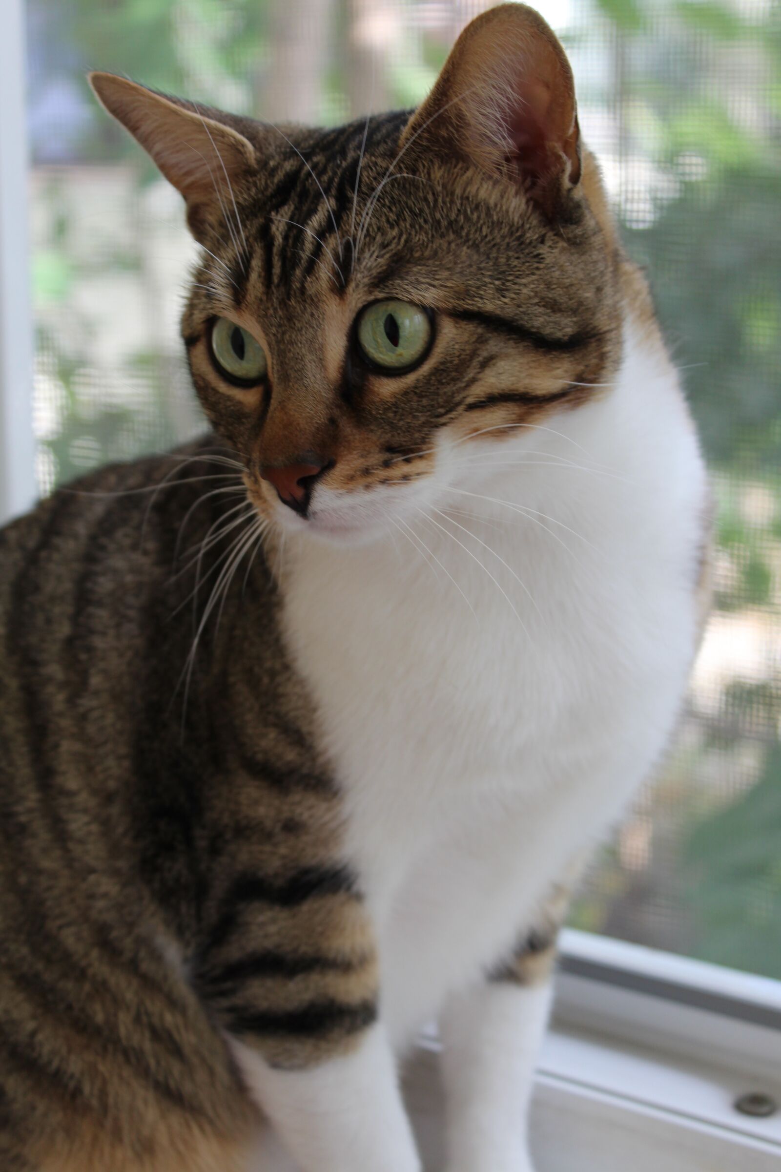 Canon EOS 1300D (EOS Rebel T6 / EOS Kiss X80) sample photo. Cat, pat, watch photography