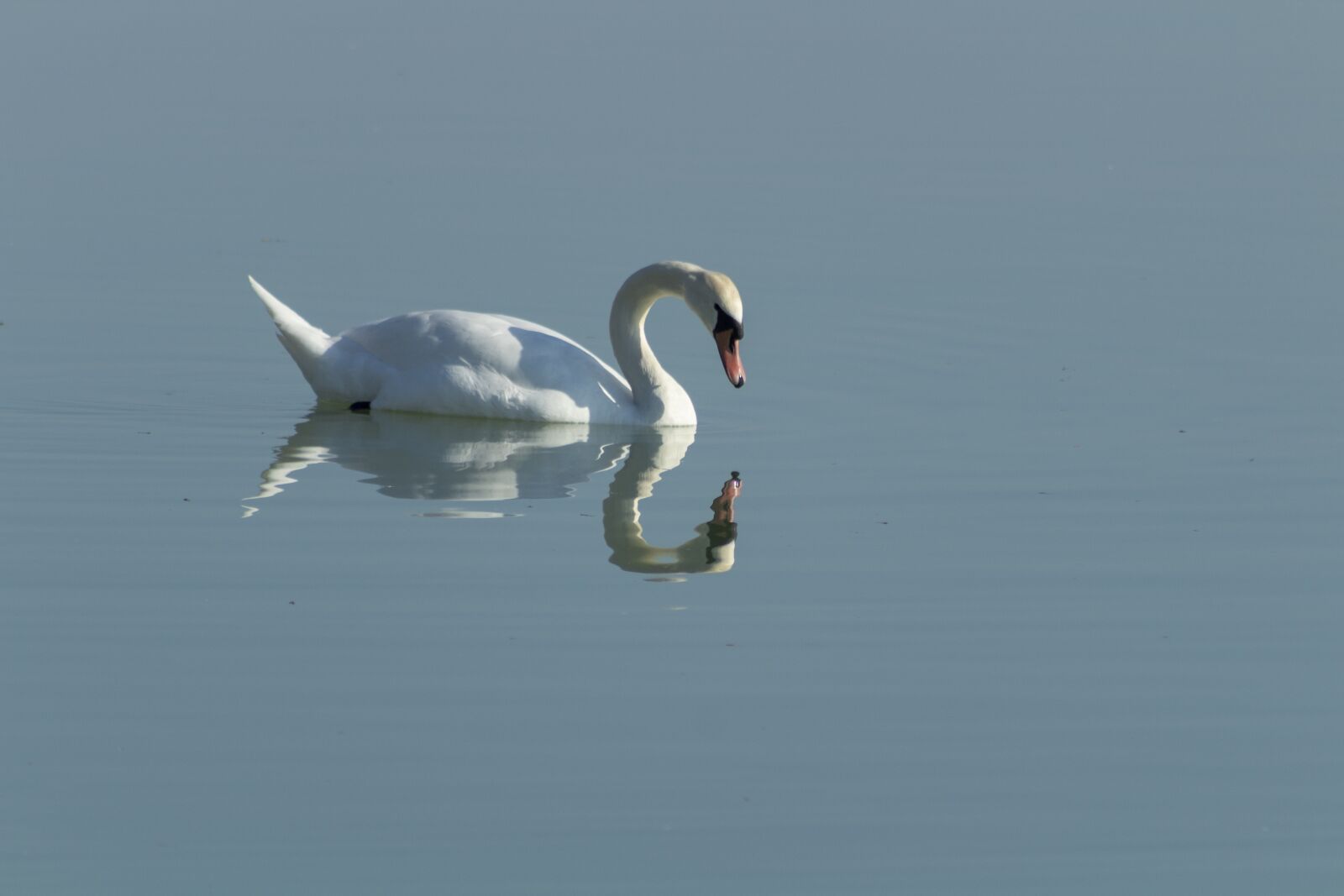Canon EF75-300mm f/4-5.6 sample photo. Swan, cam, bird photography