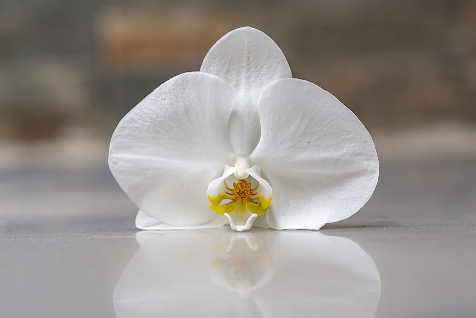 Nikon D600 sample photo. Orchid, flower, flowers photography