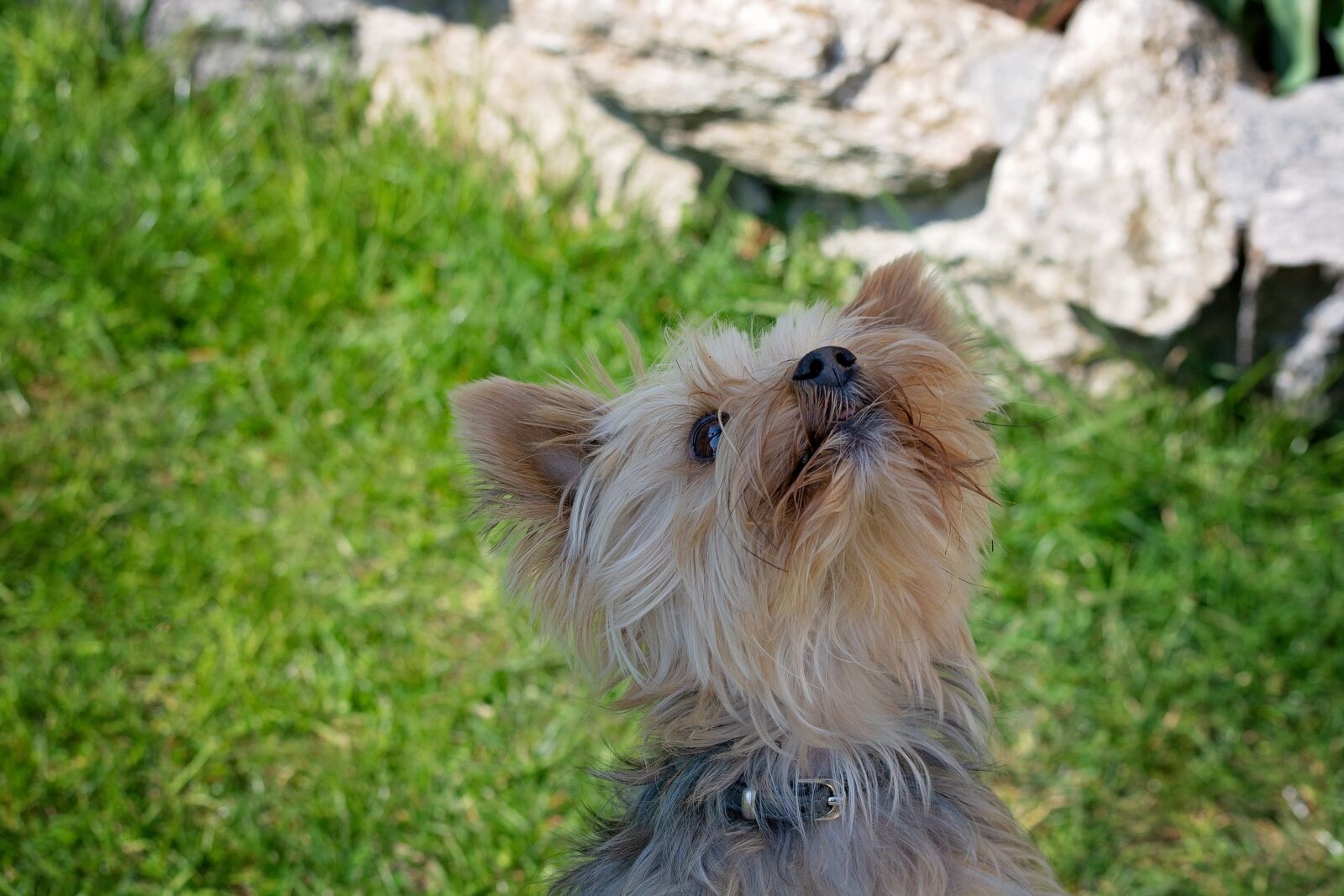 Nikon D7100 sample photo. Dog, yorkie, yorkshire terrier photography