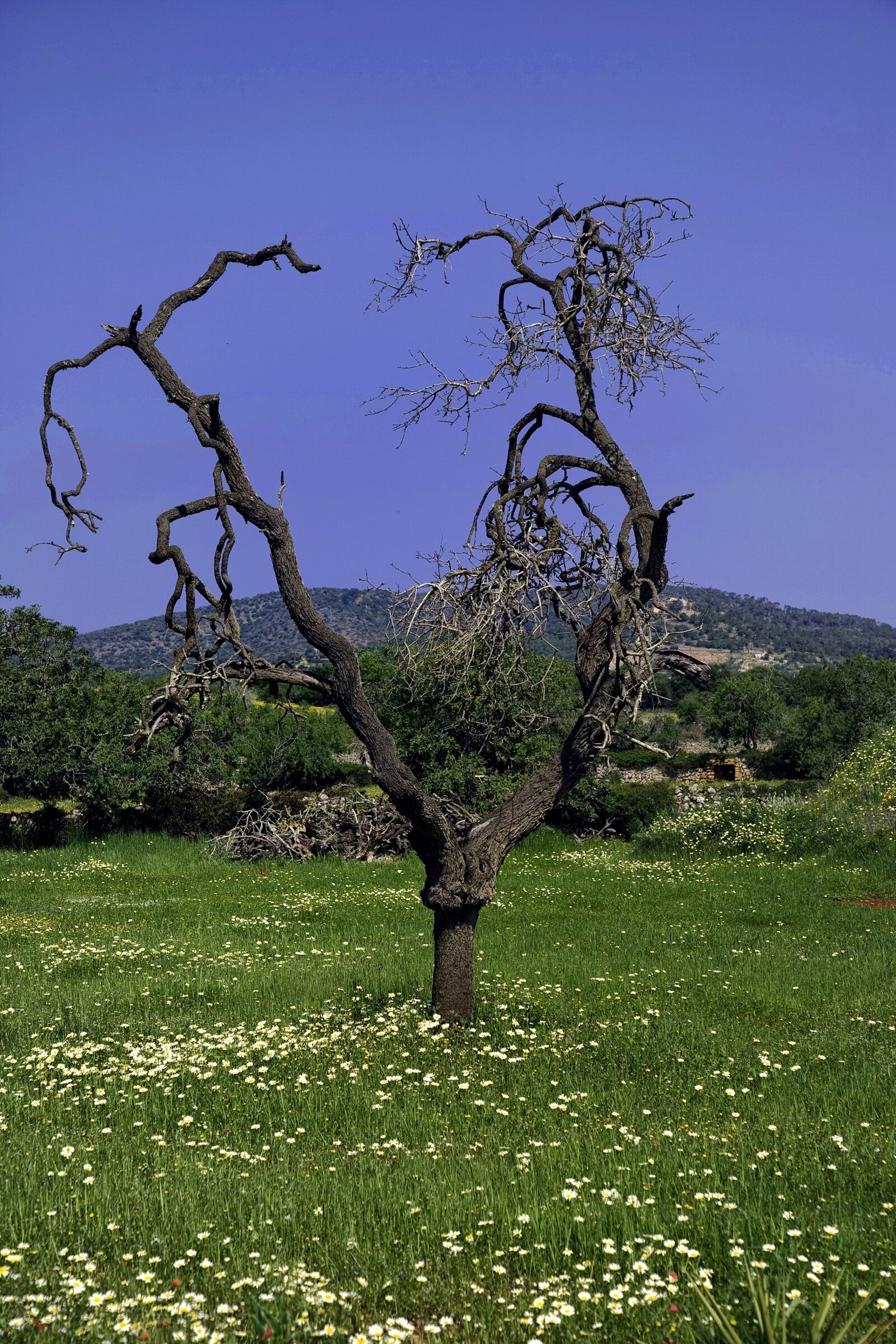 Canon EOS 5D sample photo. Tree, landscape, nature photography