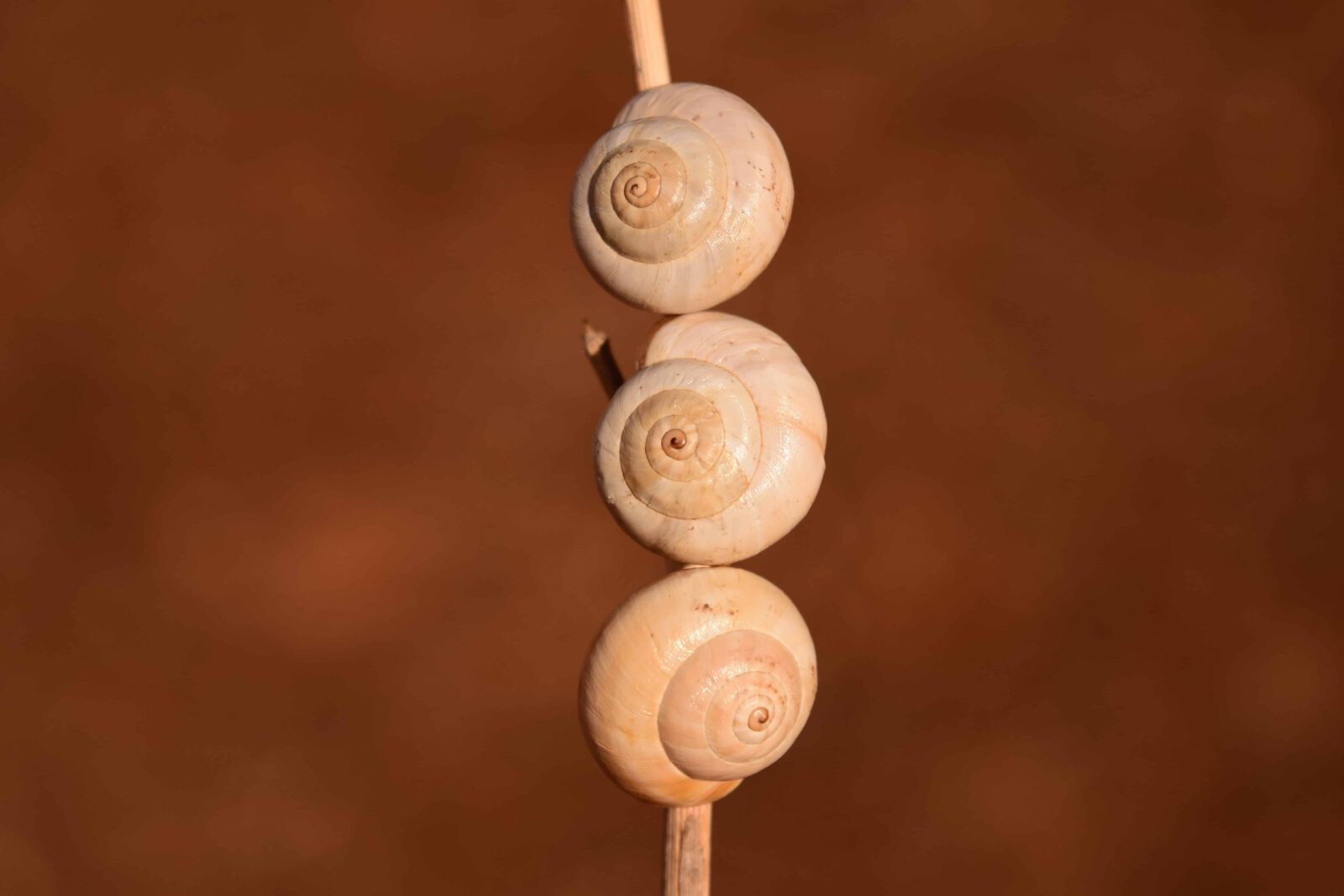 Nikon D3300 sample photo. Snail, animal, branch, nature photography