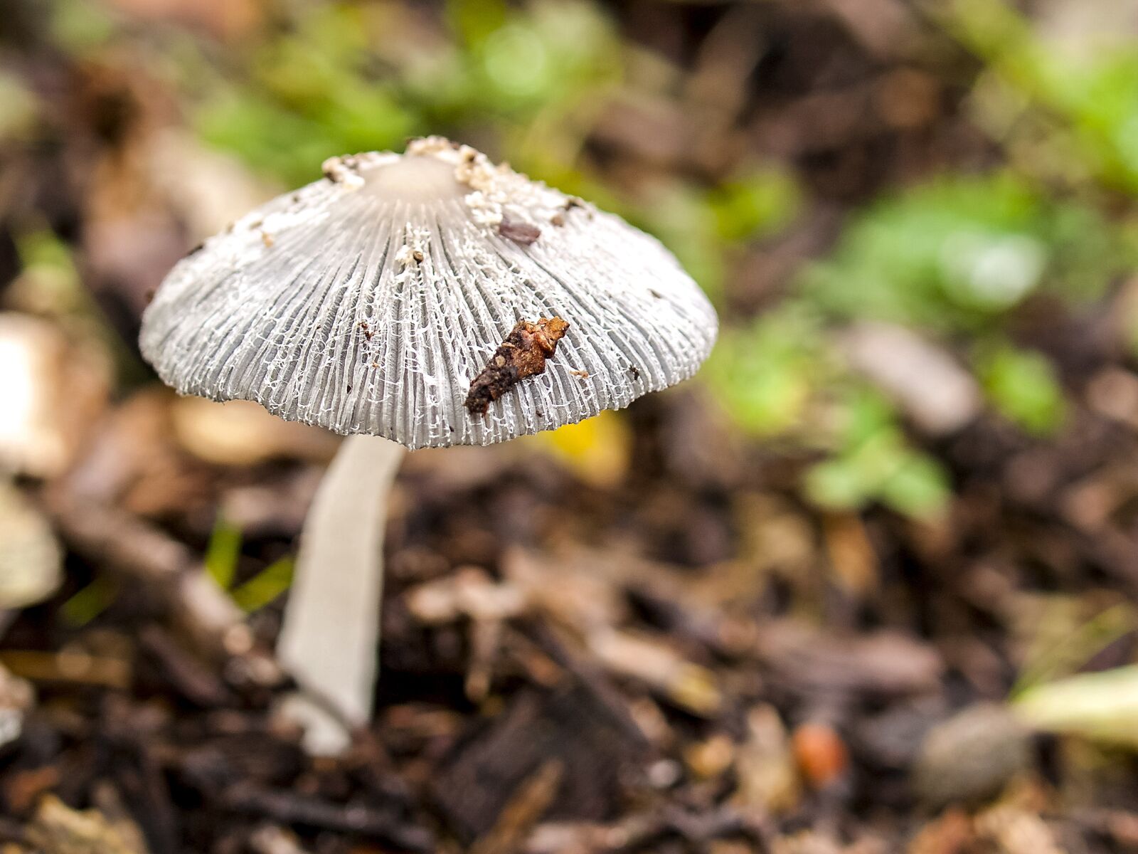 OLYMPUS 35mm Lens sample photo. Mushroom, forest, autumn photography