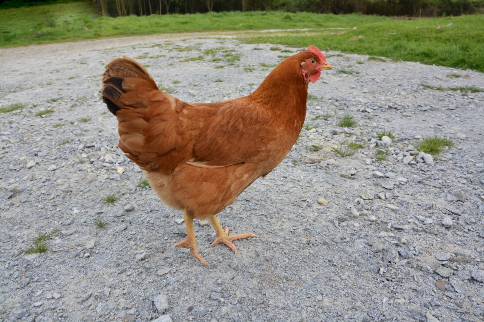 Nikon D5200 sample photo. Hen, laying hens, domestic photography