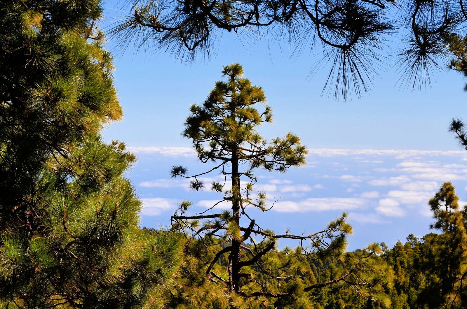 Nikon D5100 sample photo. National park, la palma photography