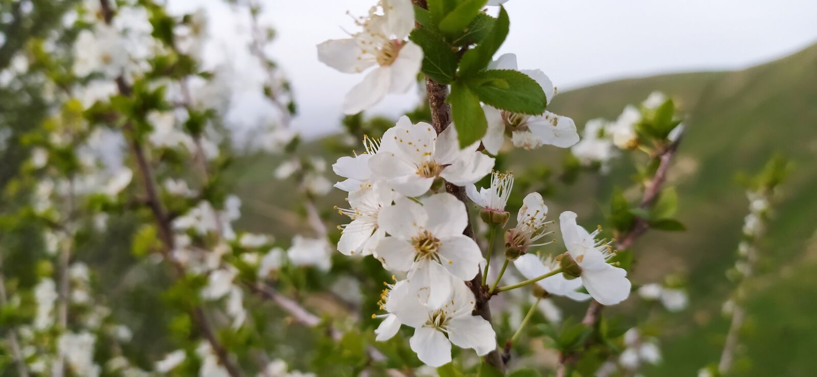 Xiaomi Redmi Note 8 sample photo. Flower, white, white flower photography