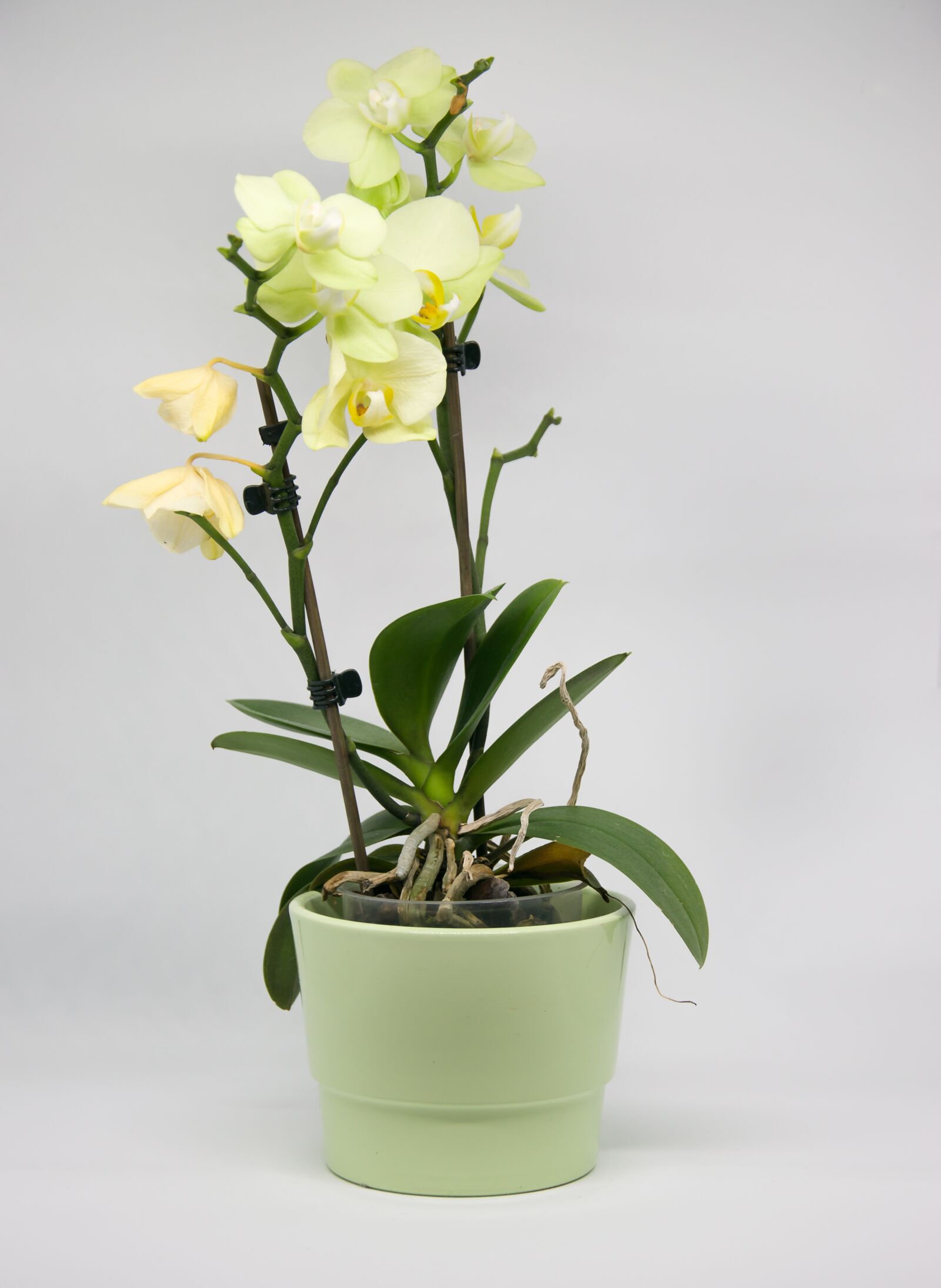 Nikon D5300 sample photo. Plant, flower, leaf photography