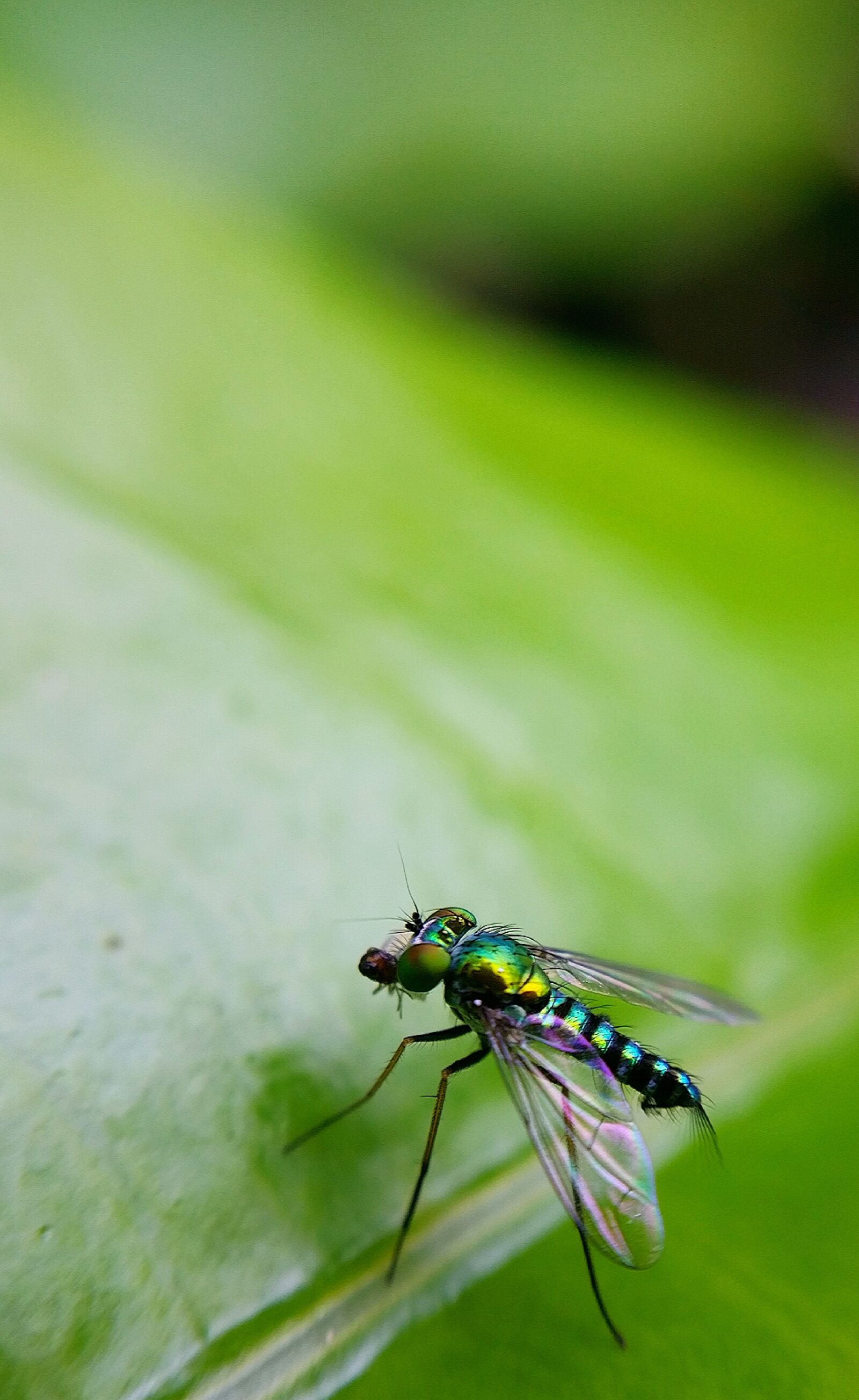 Samsung Galaxy S5 sample photo. Bug, bugs, fly, insect photography