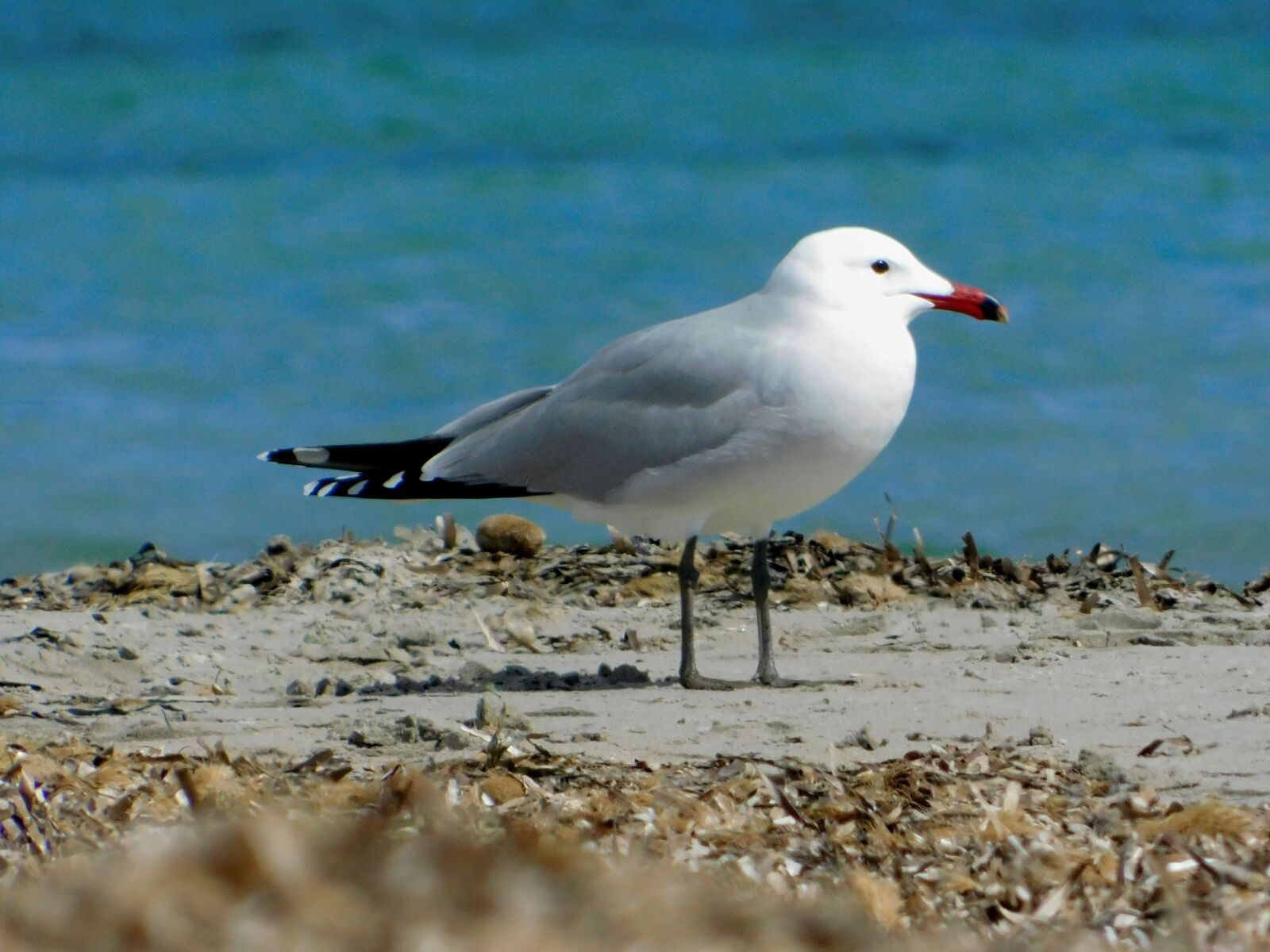 Nikon Coolpix B500 sample photo. Audouin gull, birdwatching, bird photography