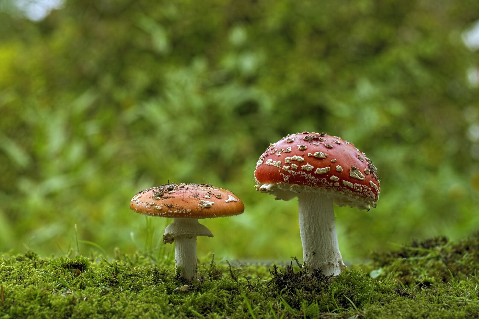 Olympus OM-D E-M5 II + Olympus M.Zuiko Digital ED 12-40mm F2.8 Pro sample photo. Matryoshka, red fly agaric photography