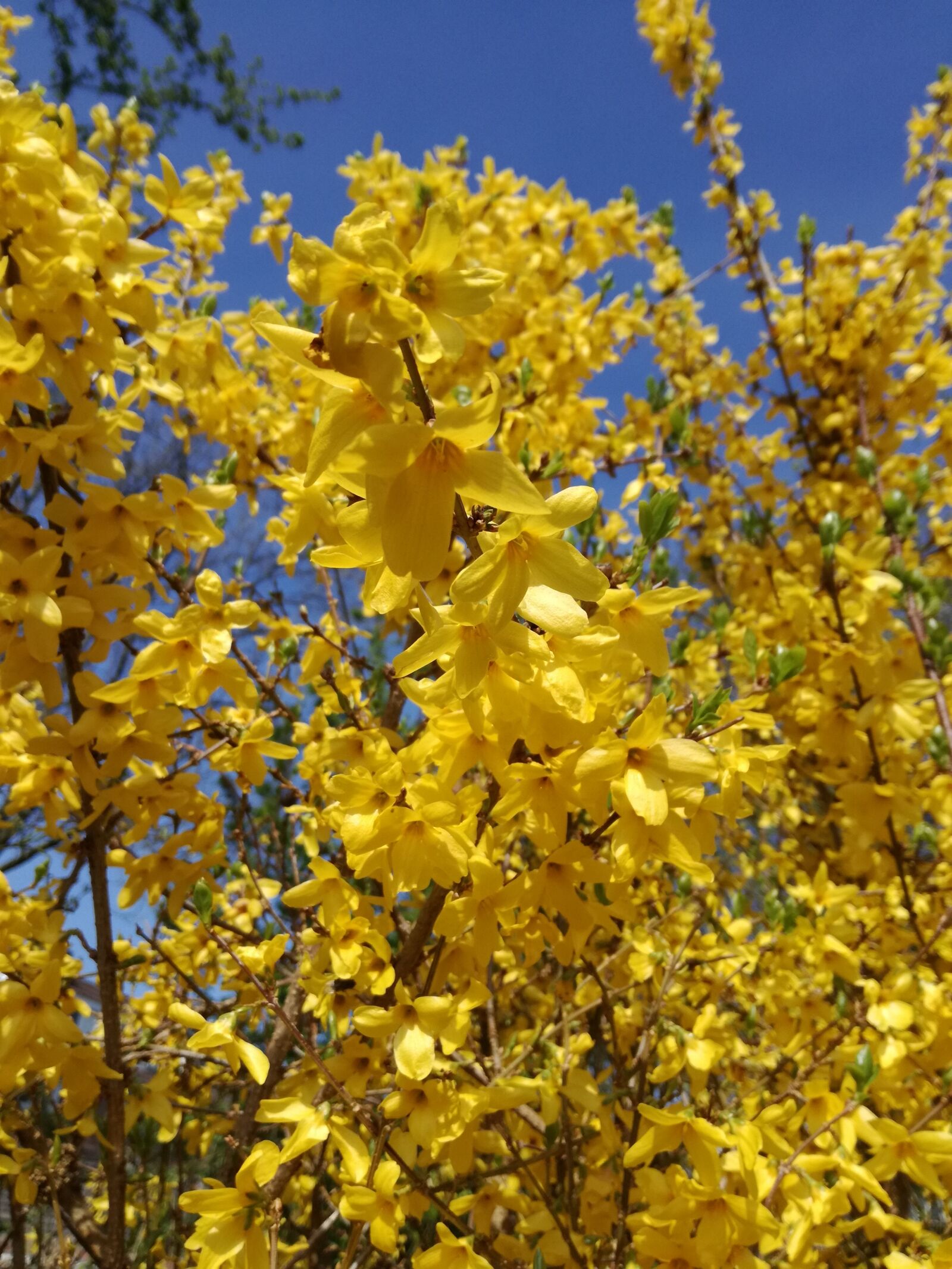 HUAWEI P9 LITE sample photo. Flowers, blossom, yellow photography