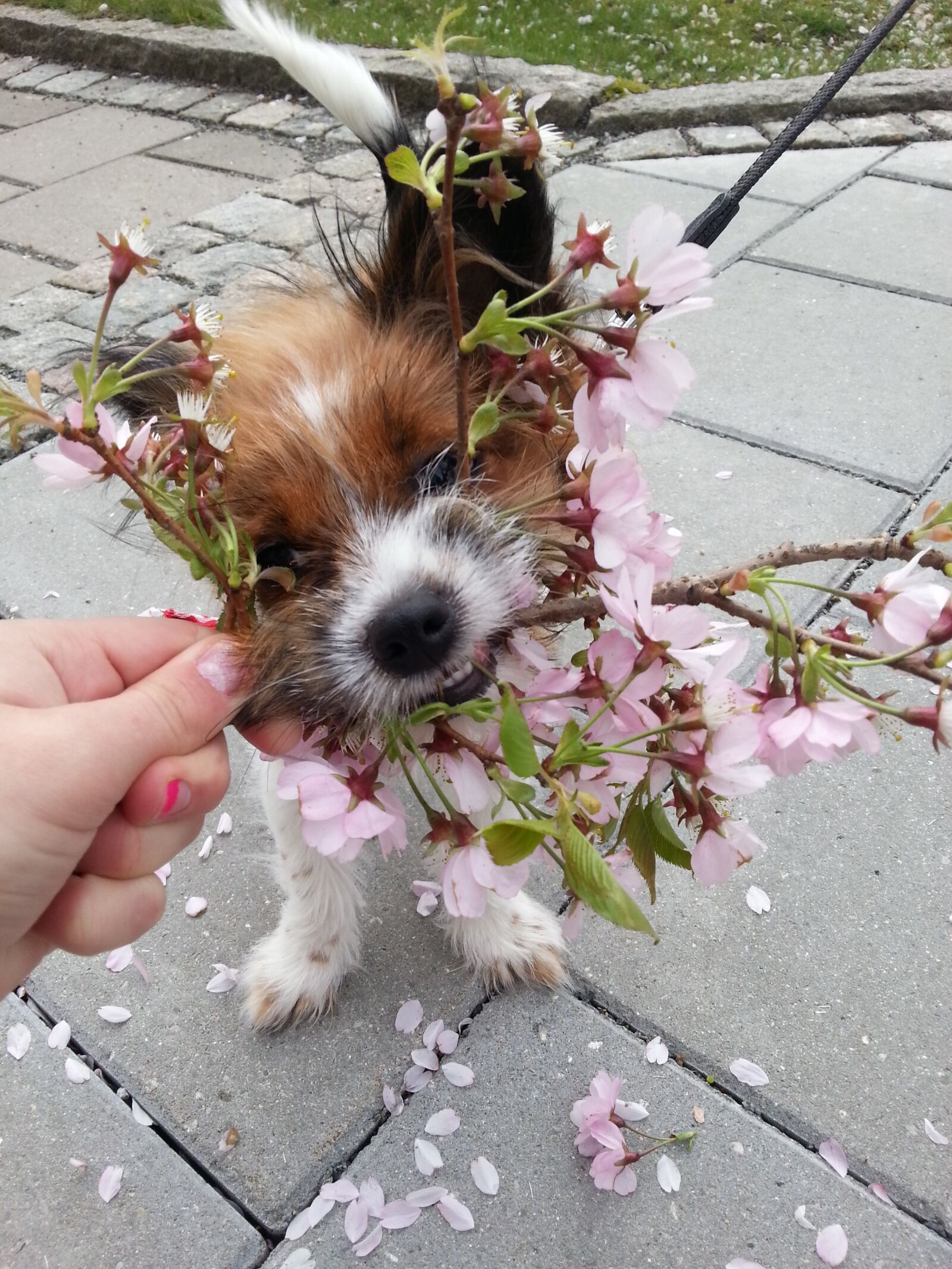 Samsung Galaxy S3 sample photo. Dog, spring, flower photography