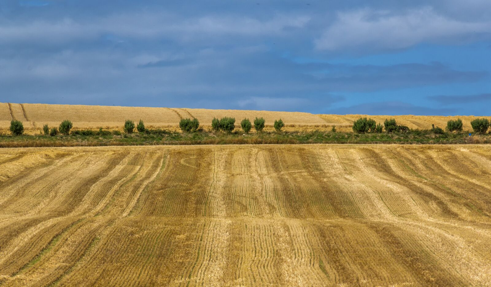 Canon EOS 550D (EOS Rebel T2i / EOS Kiss X4) sample photo. Wheat, summer, field photography