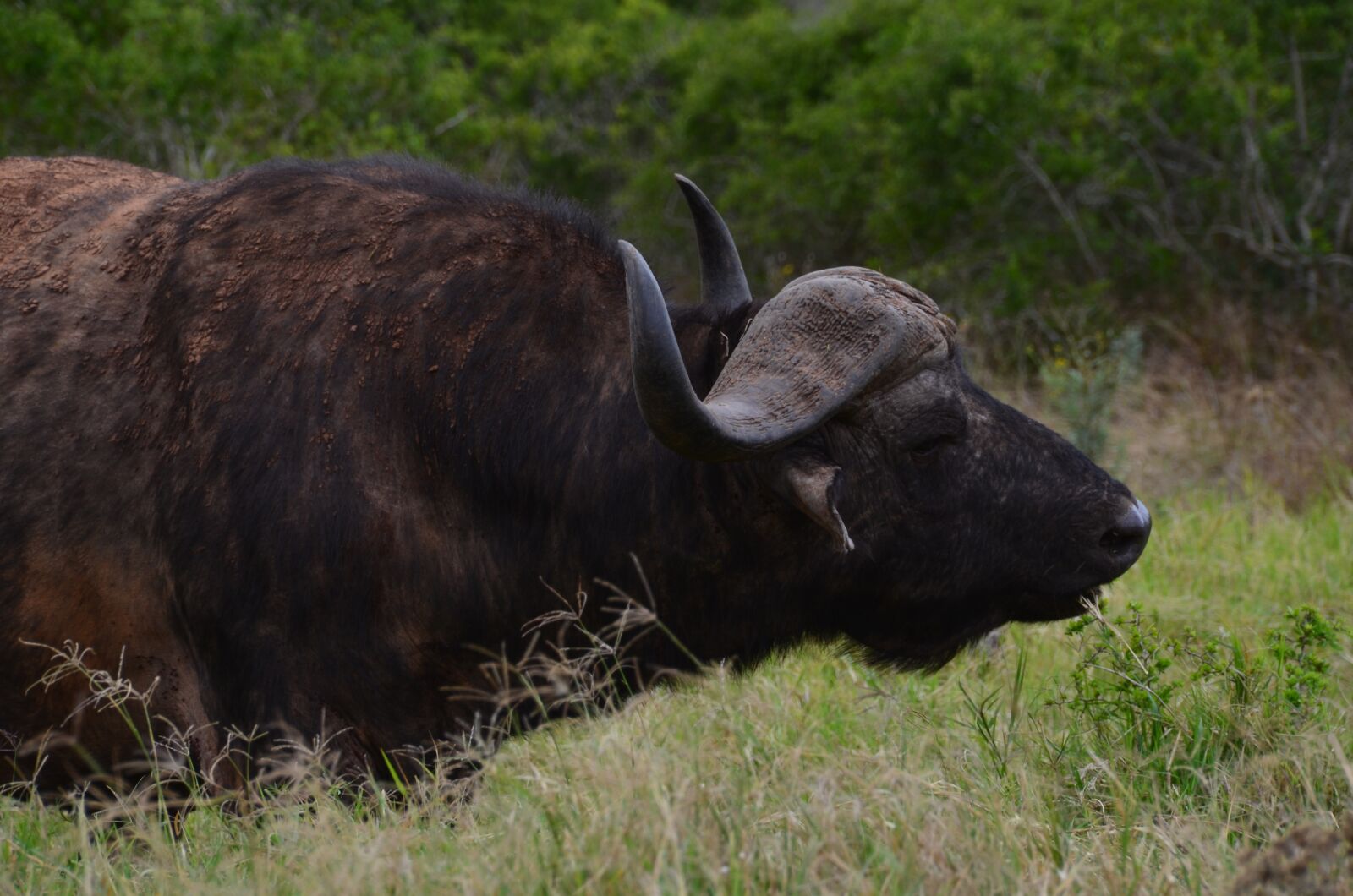 Nikon D5100 sample photo. Africa, safari, water buffalo photography